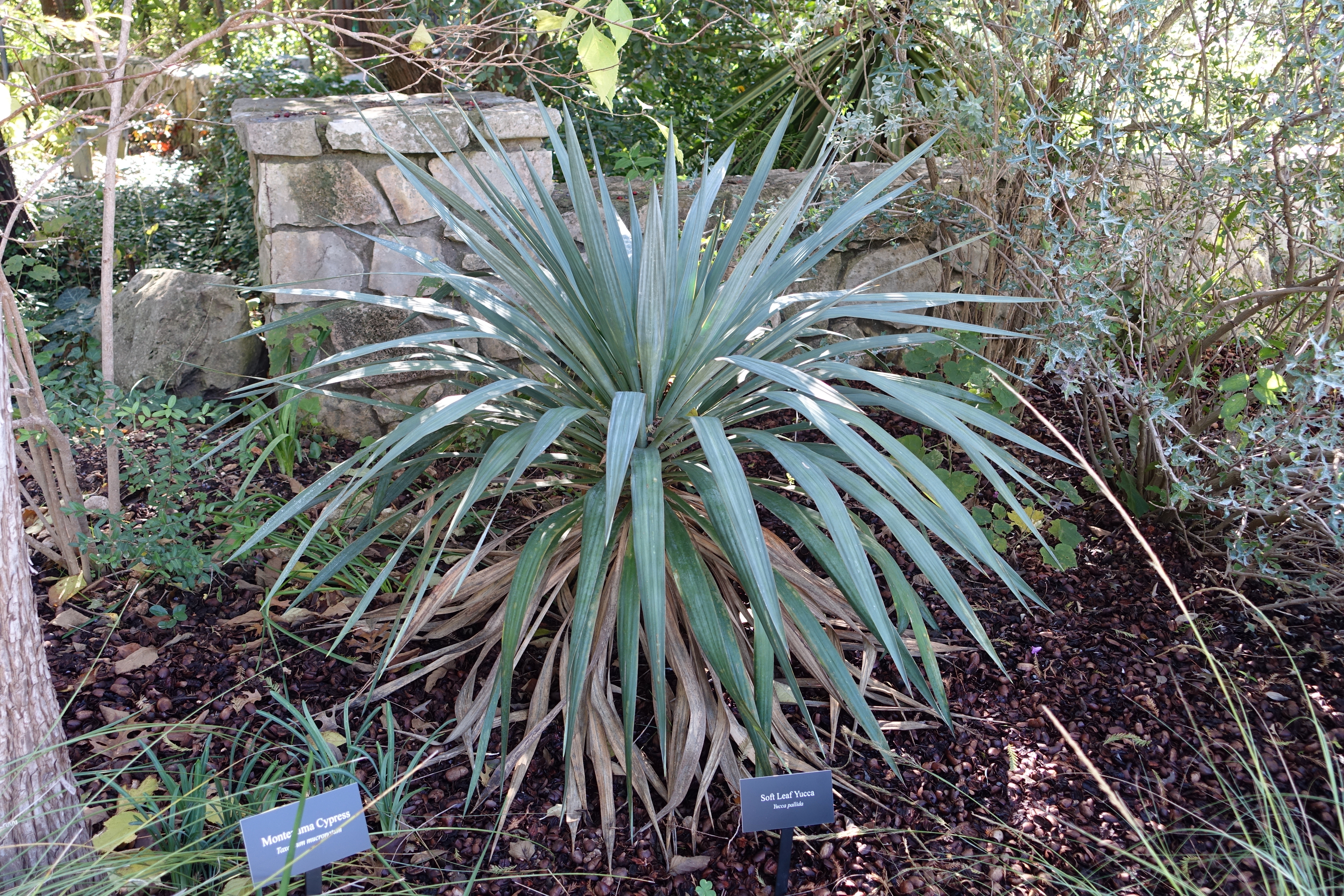 Yucca pallida — reference photo