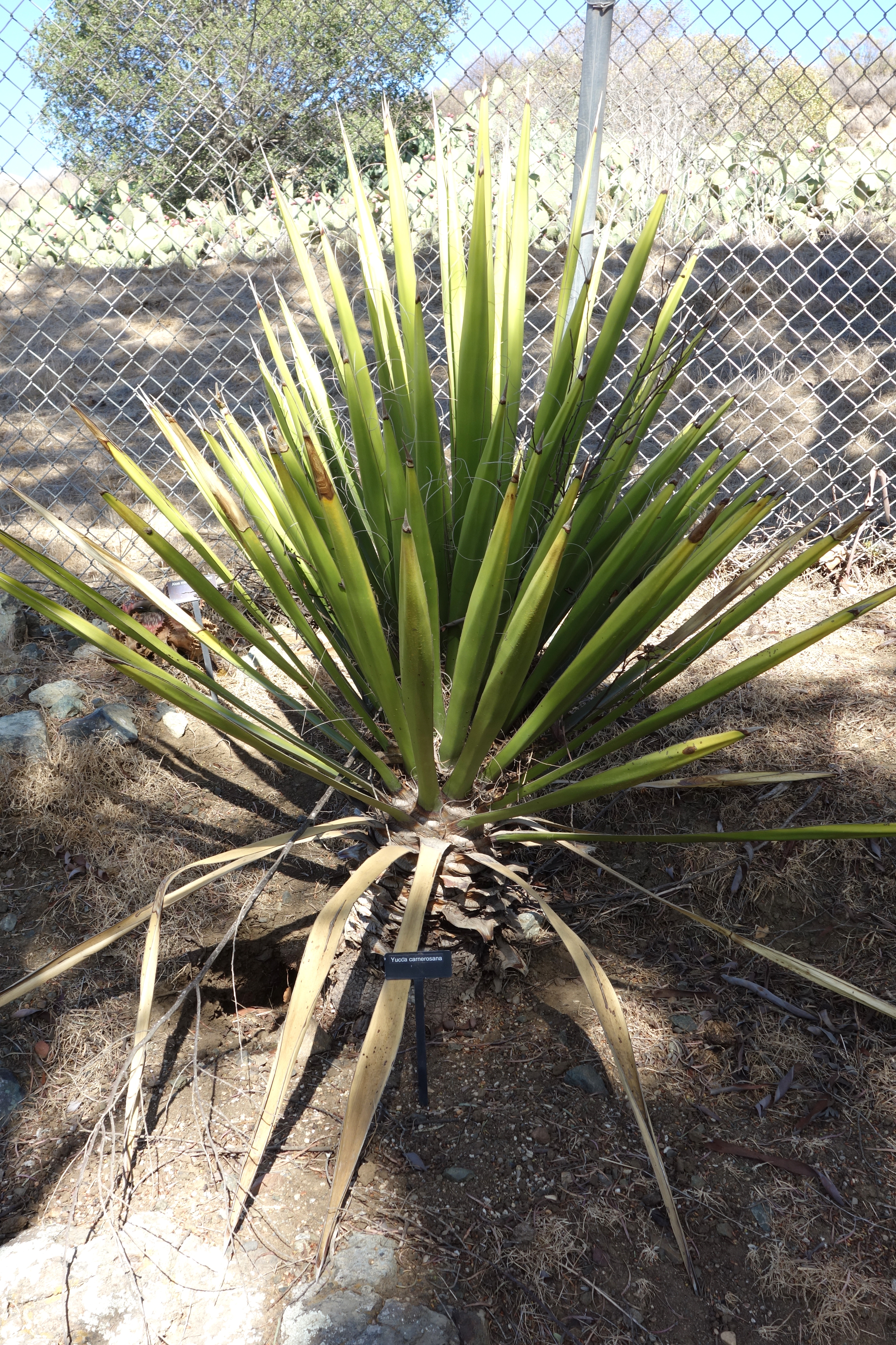 Yucca carnerosana — reference photo