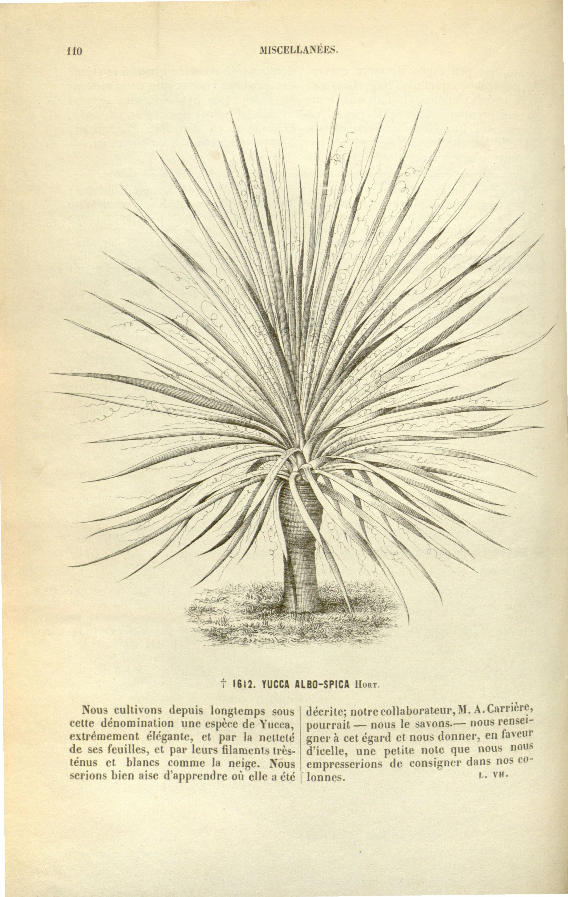 Yucca constricta — reference photo
