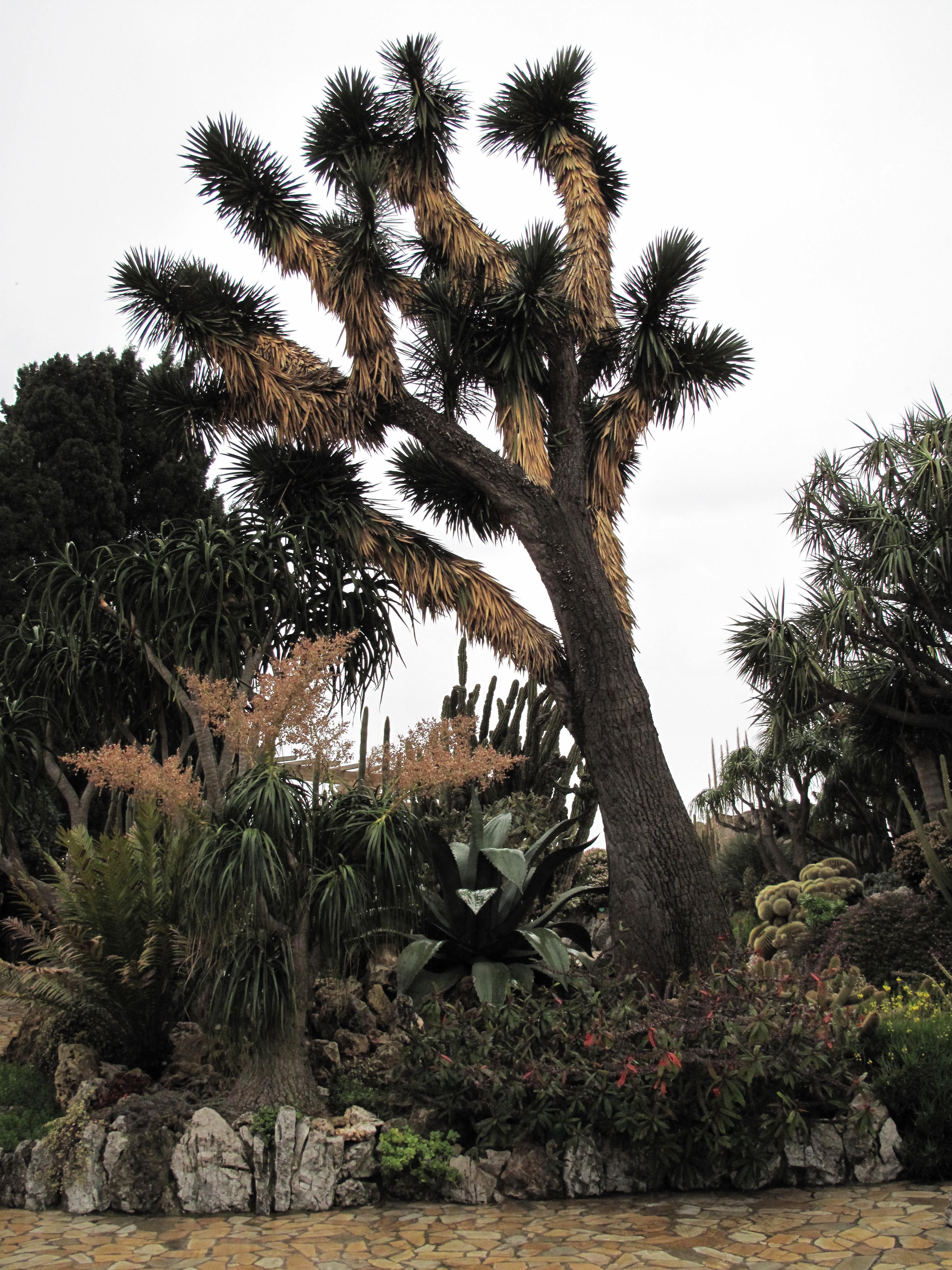 Yucca filifera — reference photo