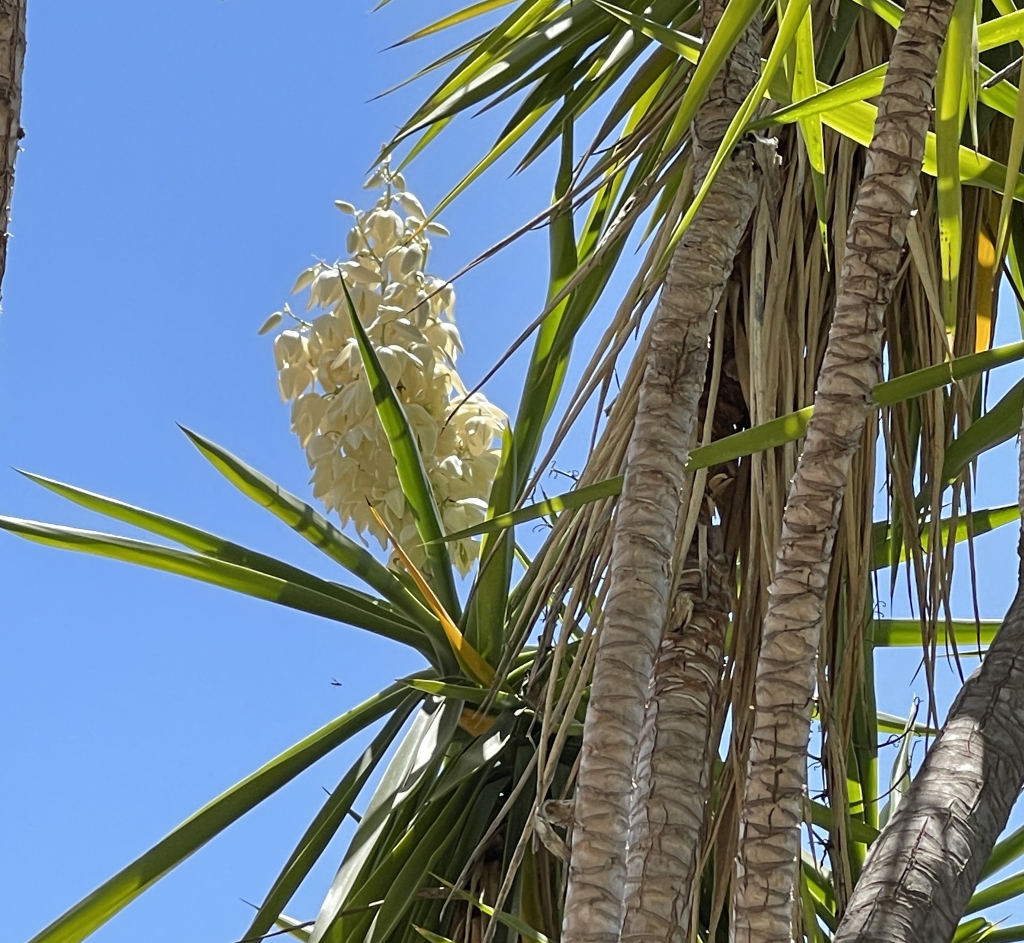 Yucca gigantea — reference photo