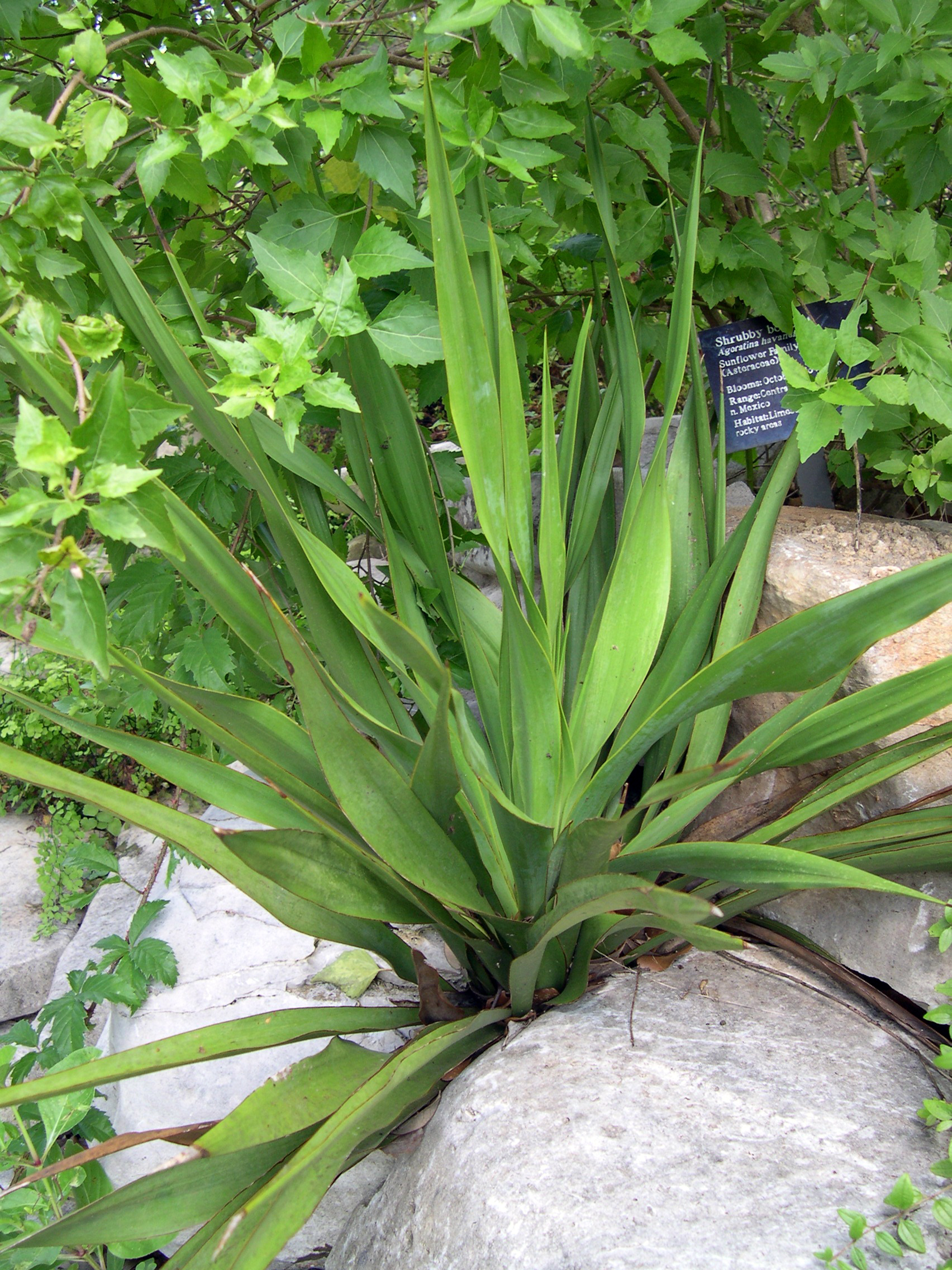 Yucca rupicola — reference photo