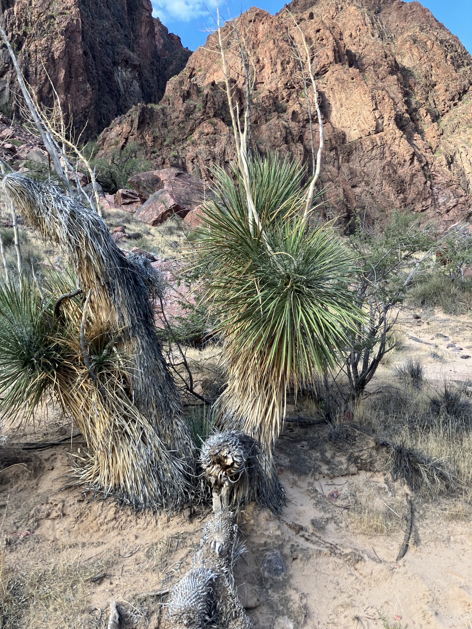 Yucca elata — reference photo