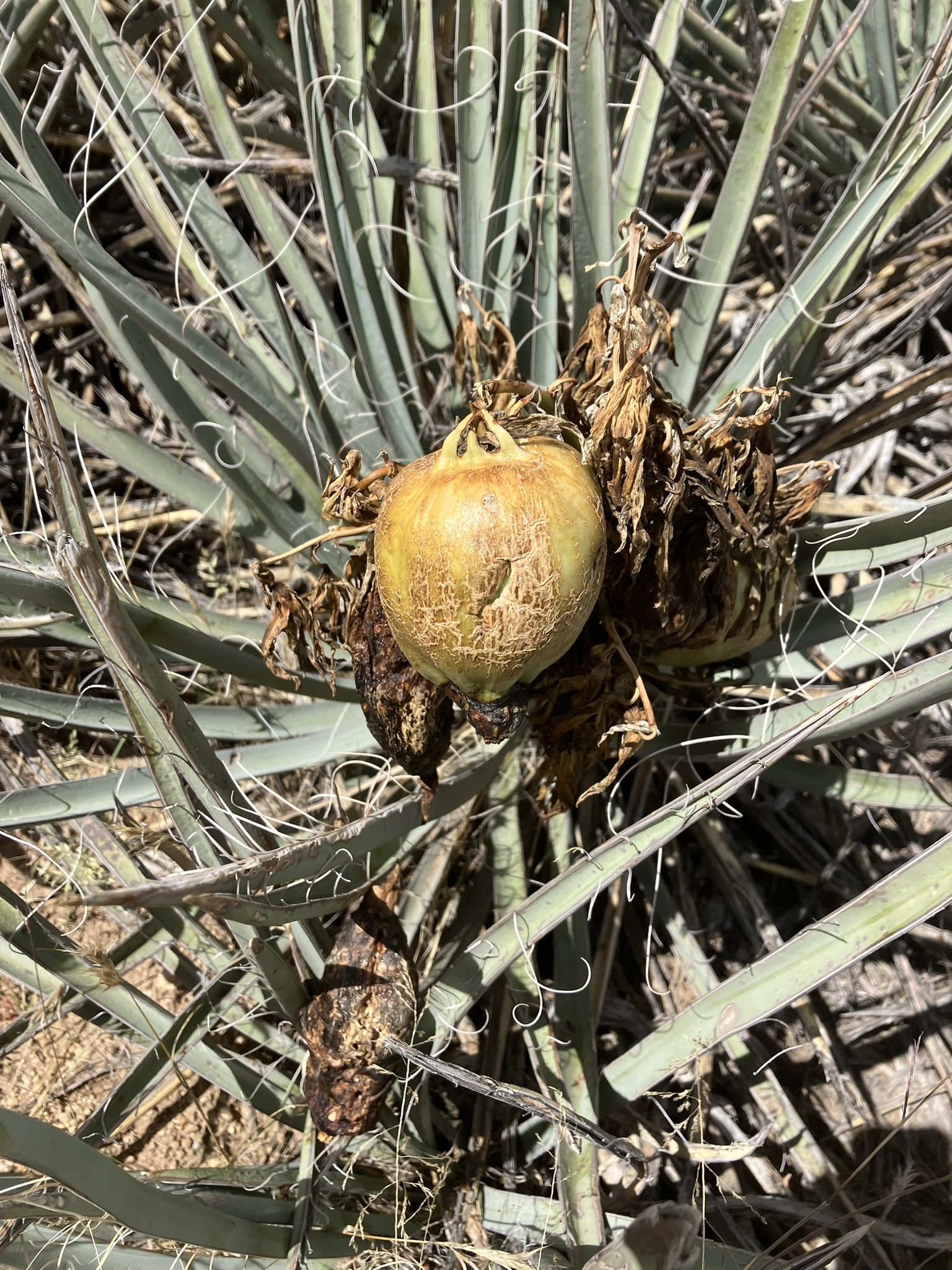 Yucca baccata — reference photo