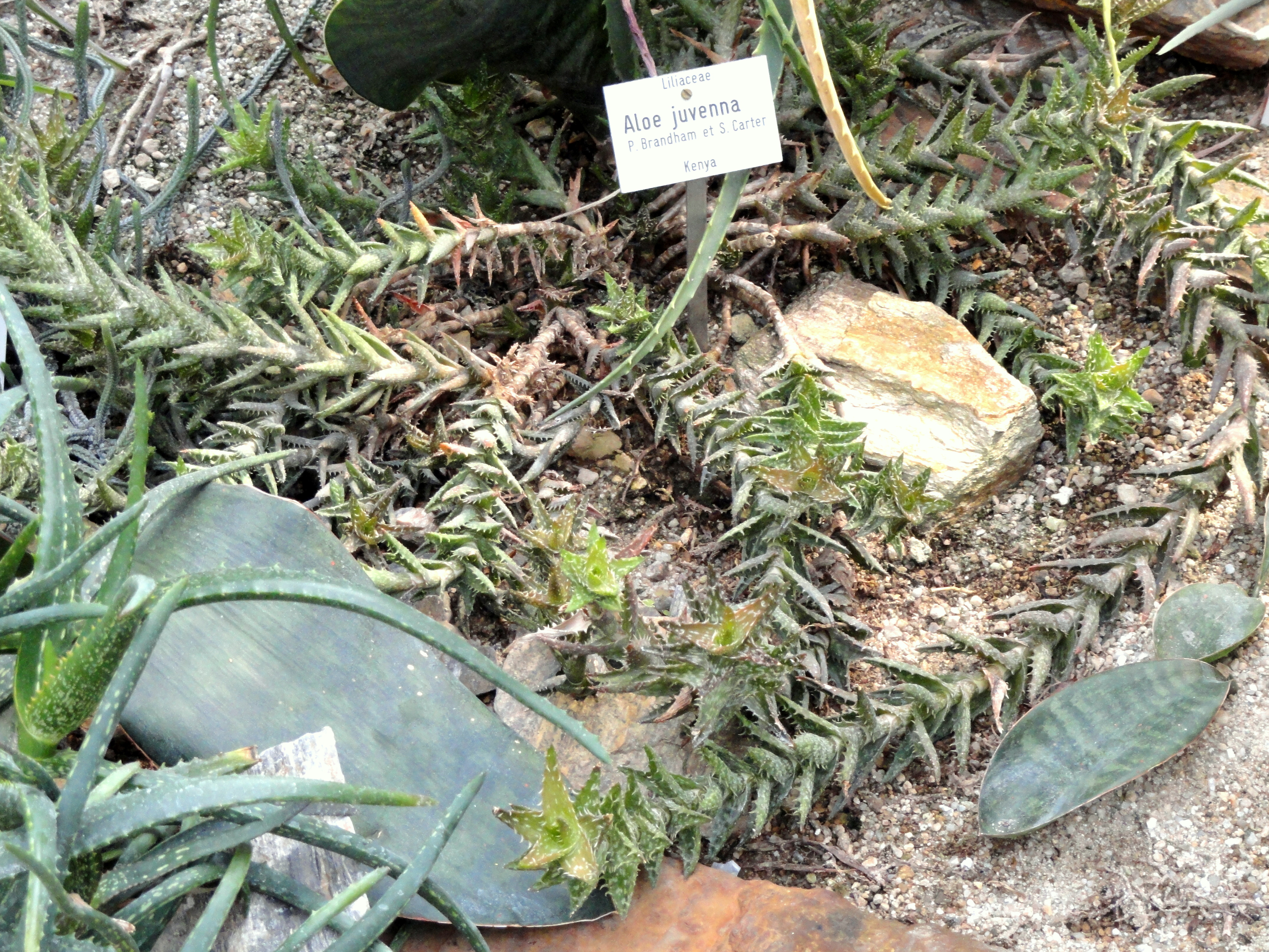 Aloe juvenna — reference photo