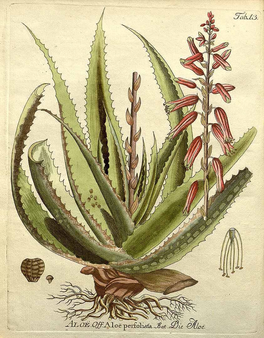 Aloe perfoliata — reference photo