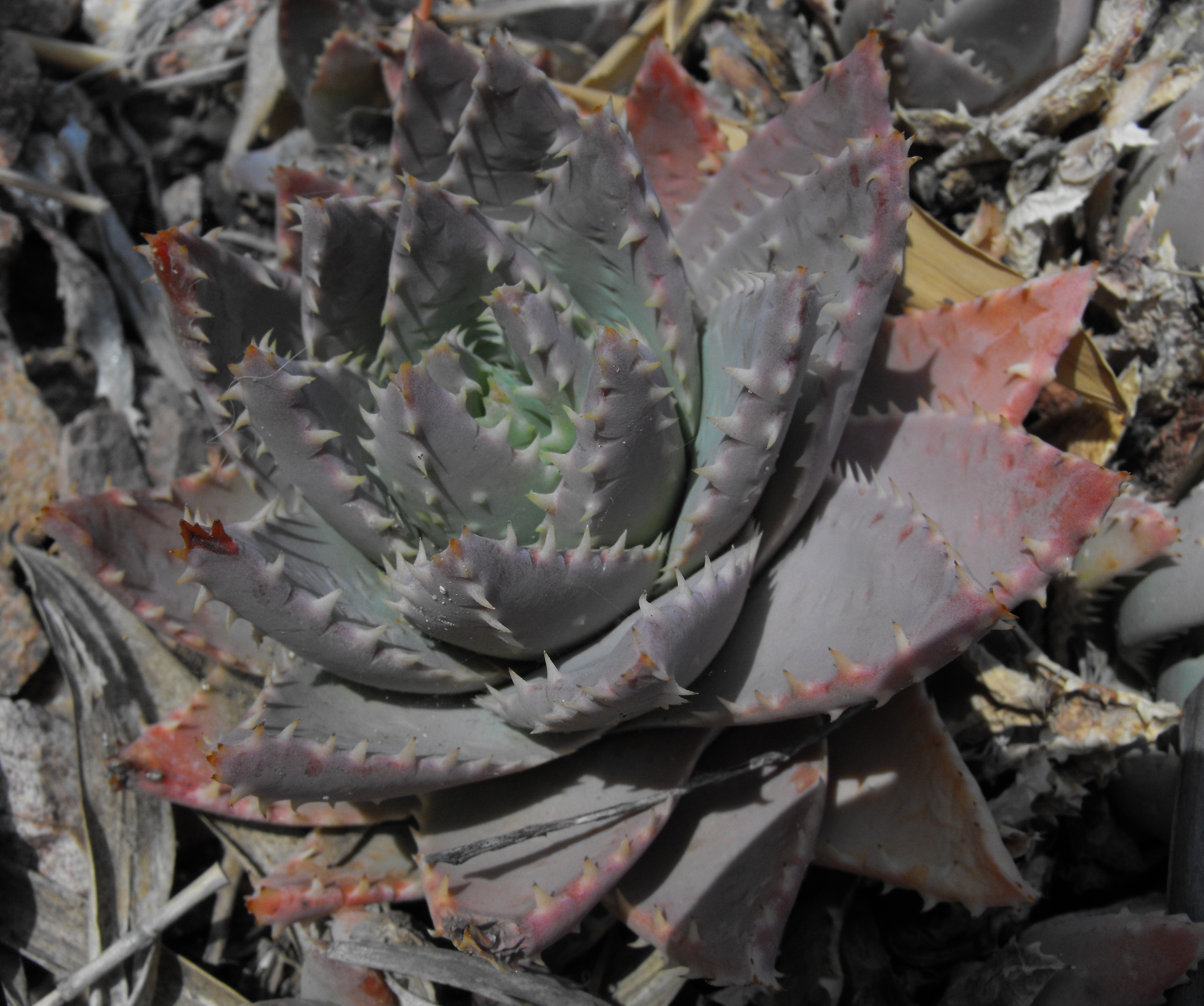 Aloe brevifolia — reference photo