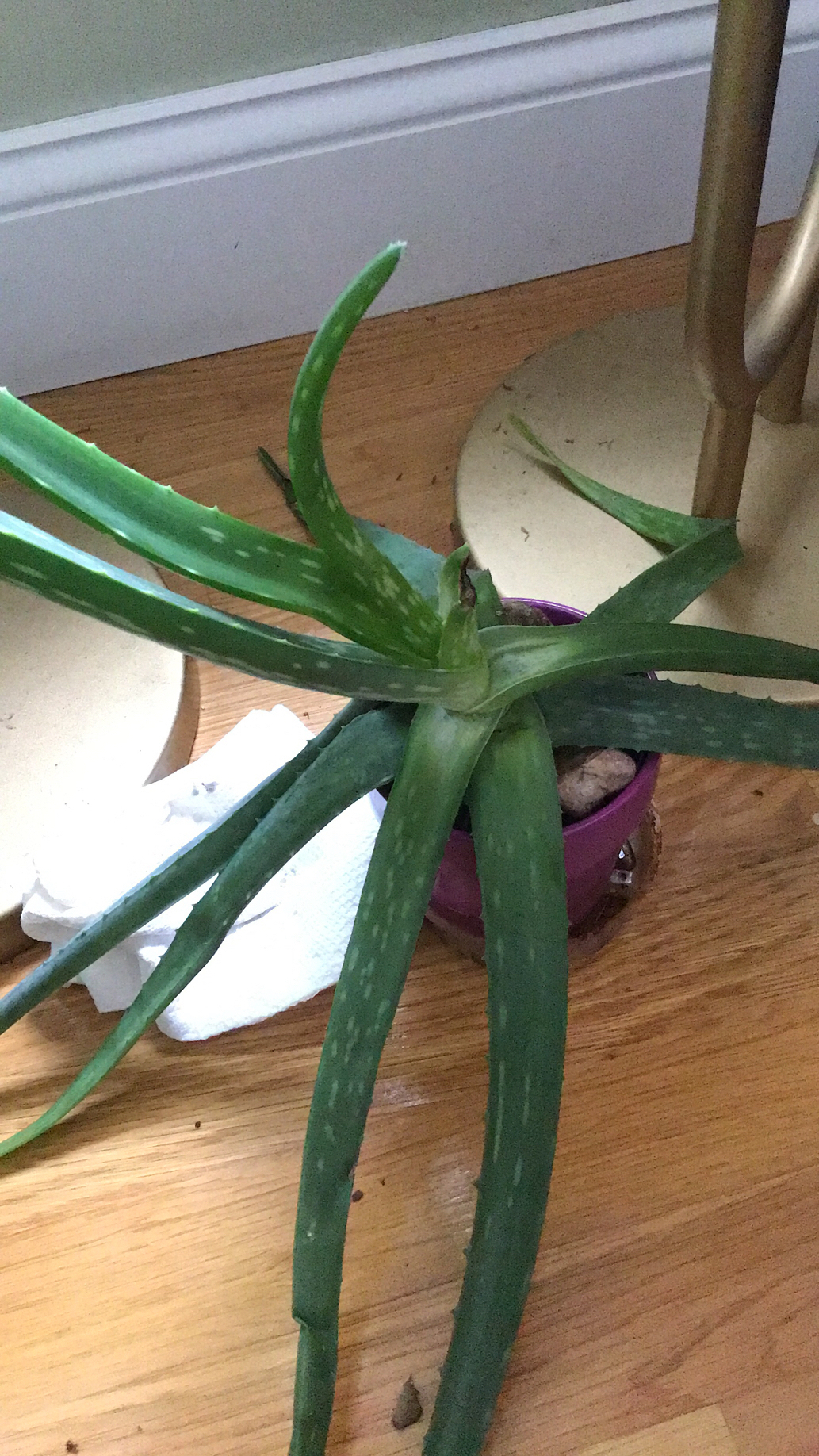 Aloe vera — reference photo