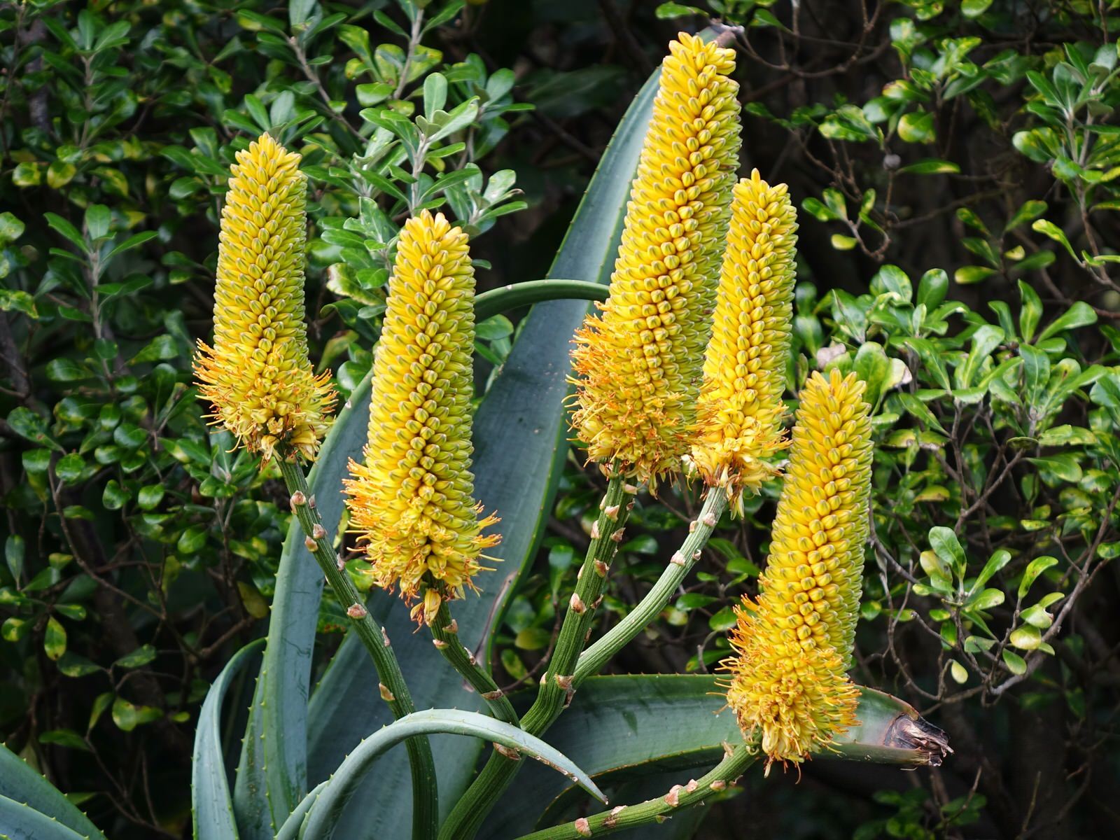 Aloe thraskii — reference photo