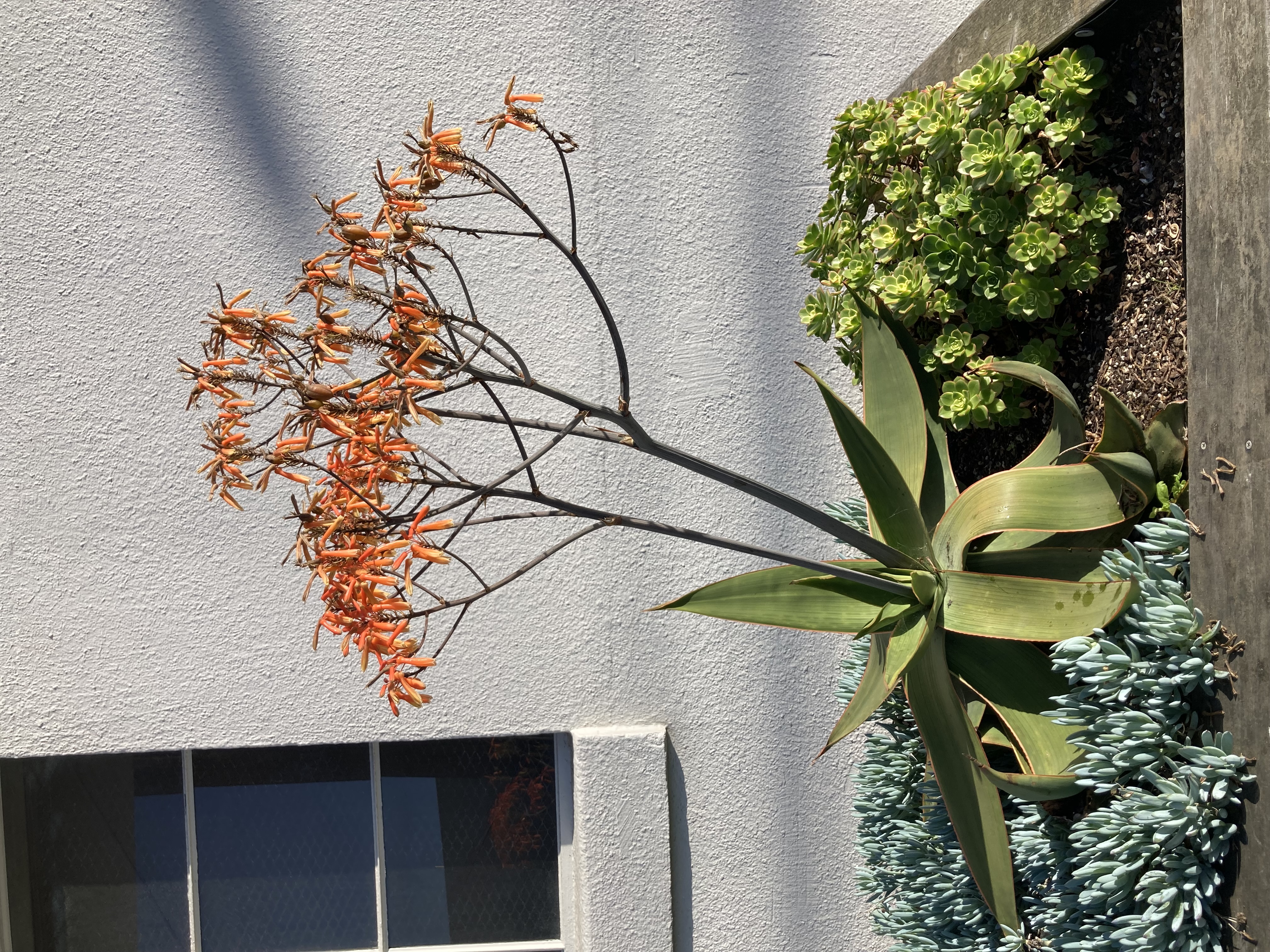 Aloe striata — reference photo