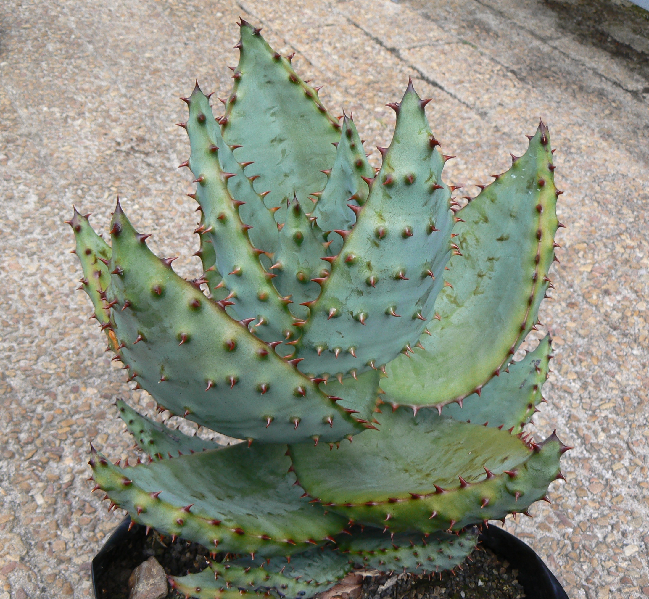 Aloe marlothii — reference photo