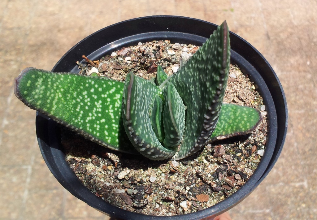 Gasteria carinata — reference photo