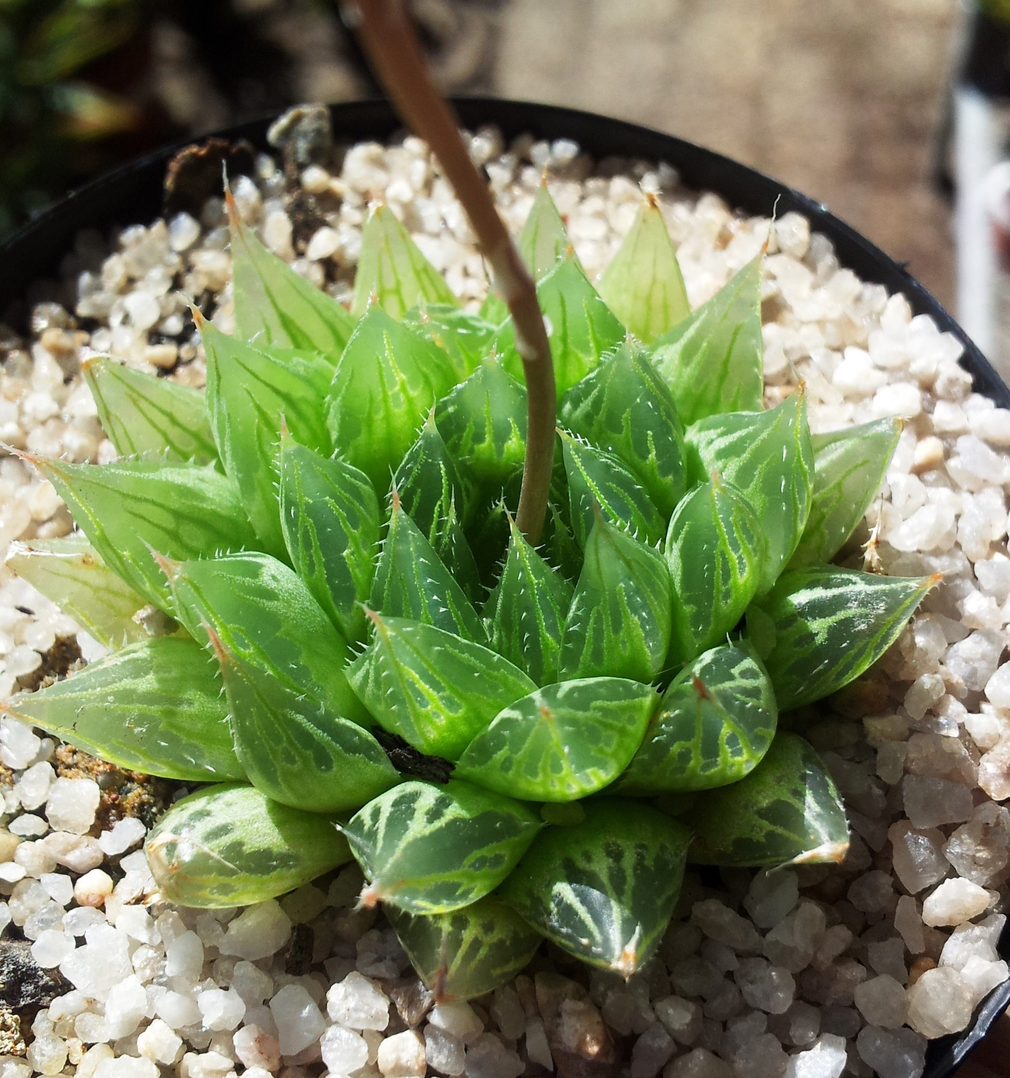 Haworthia cooperi — reference photo