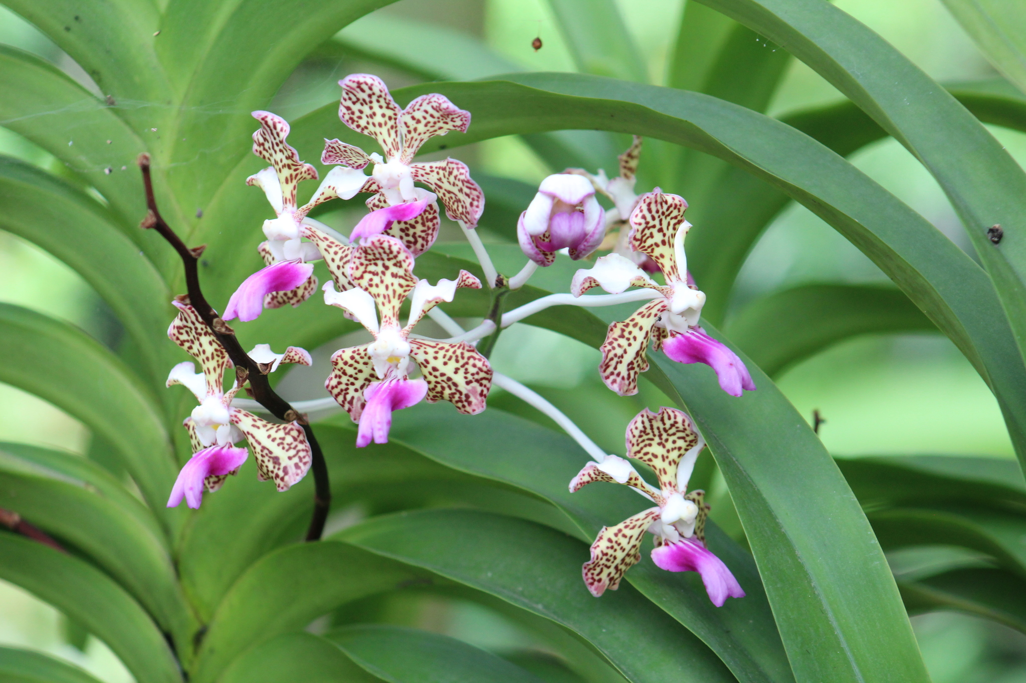 Vanda tricolor — reference photo