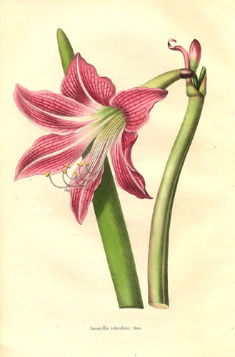 Hippeastrum reticulatum — reference photo