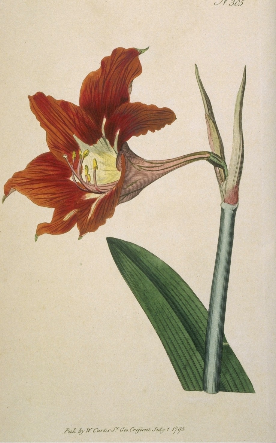 Hippeastrum puniceum — reference photo