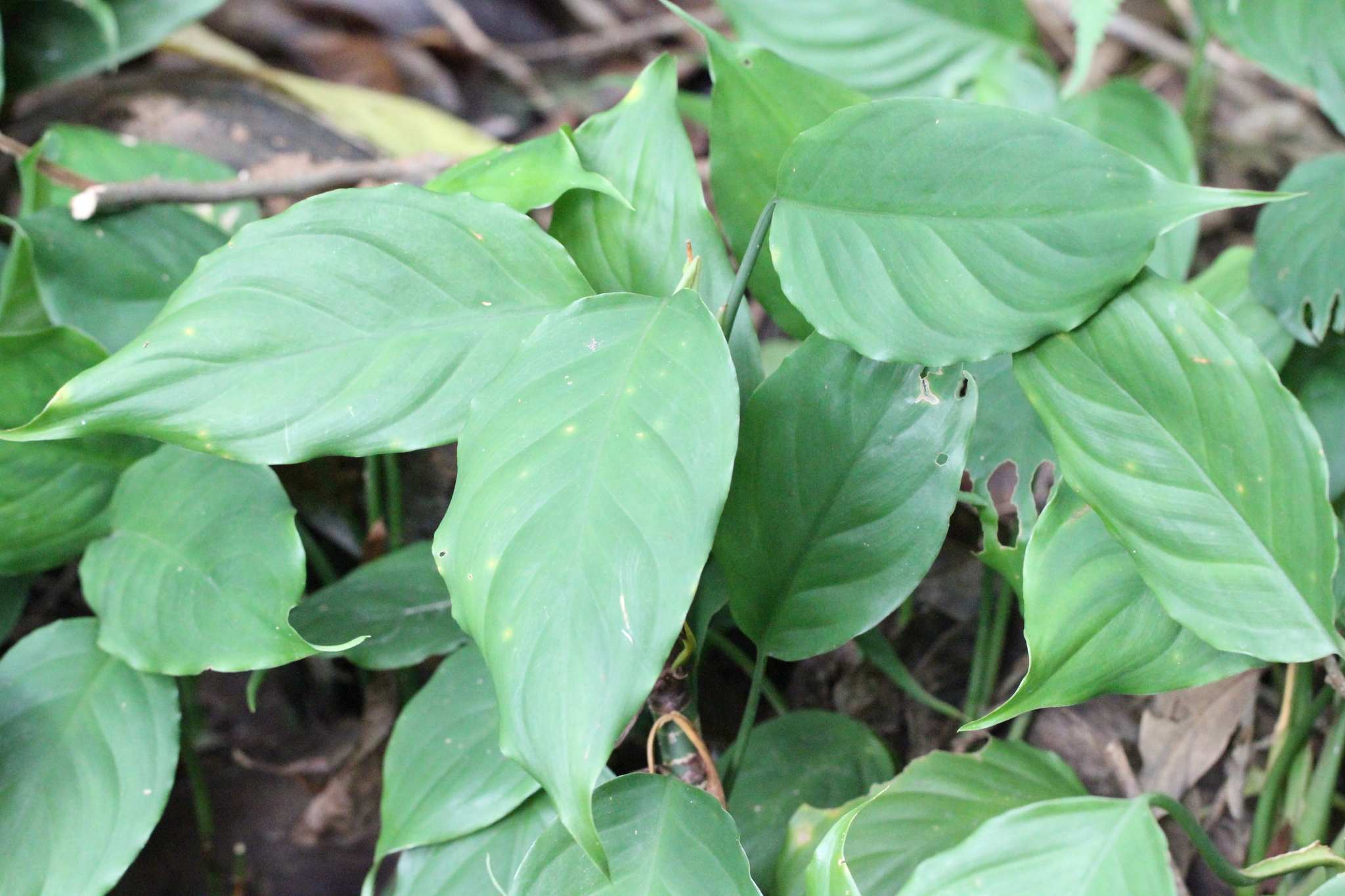 Aglaonema modestum — reference photo