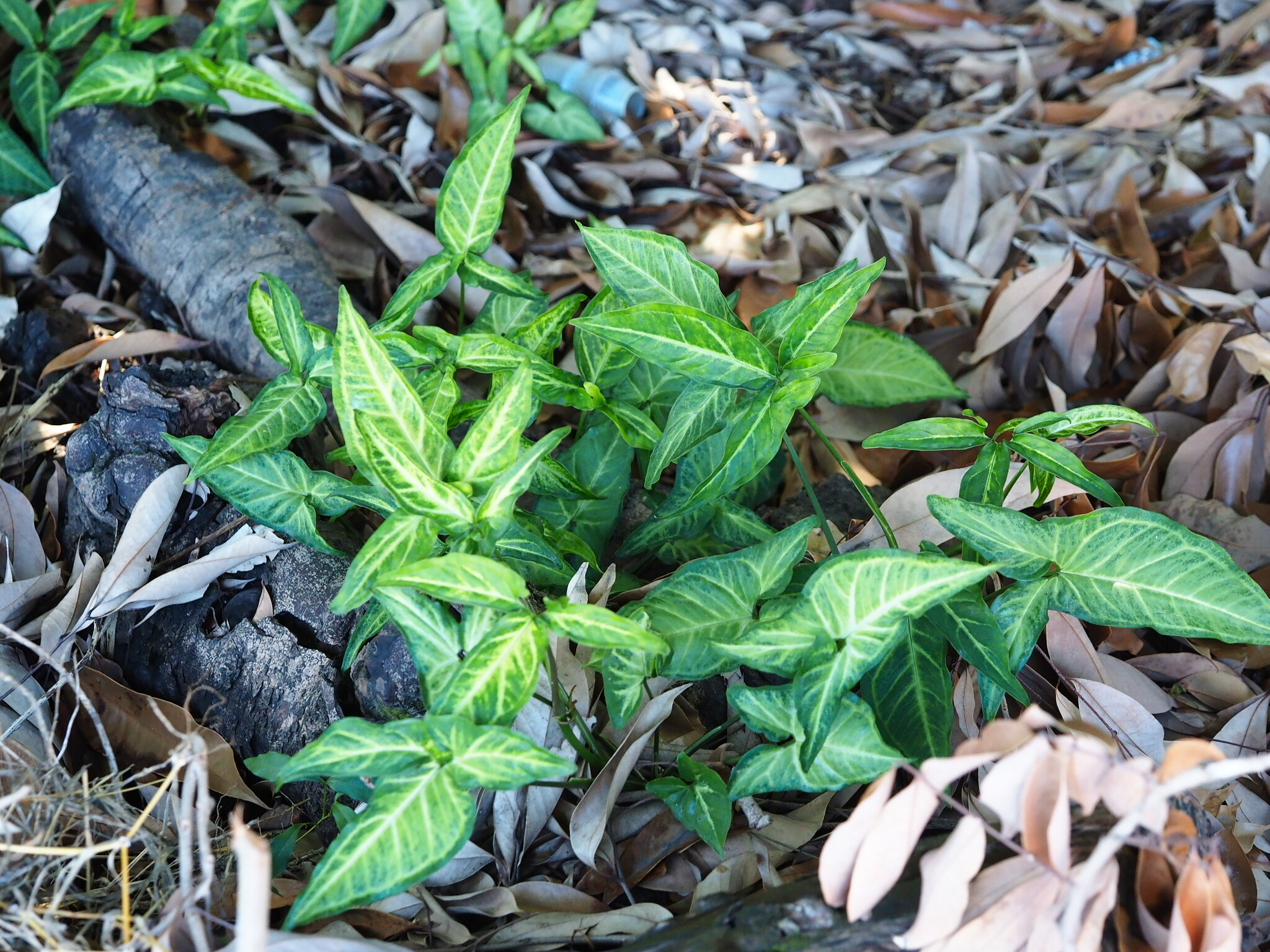 Syngonium podophyllum — reference photo
