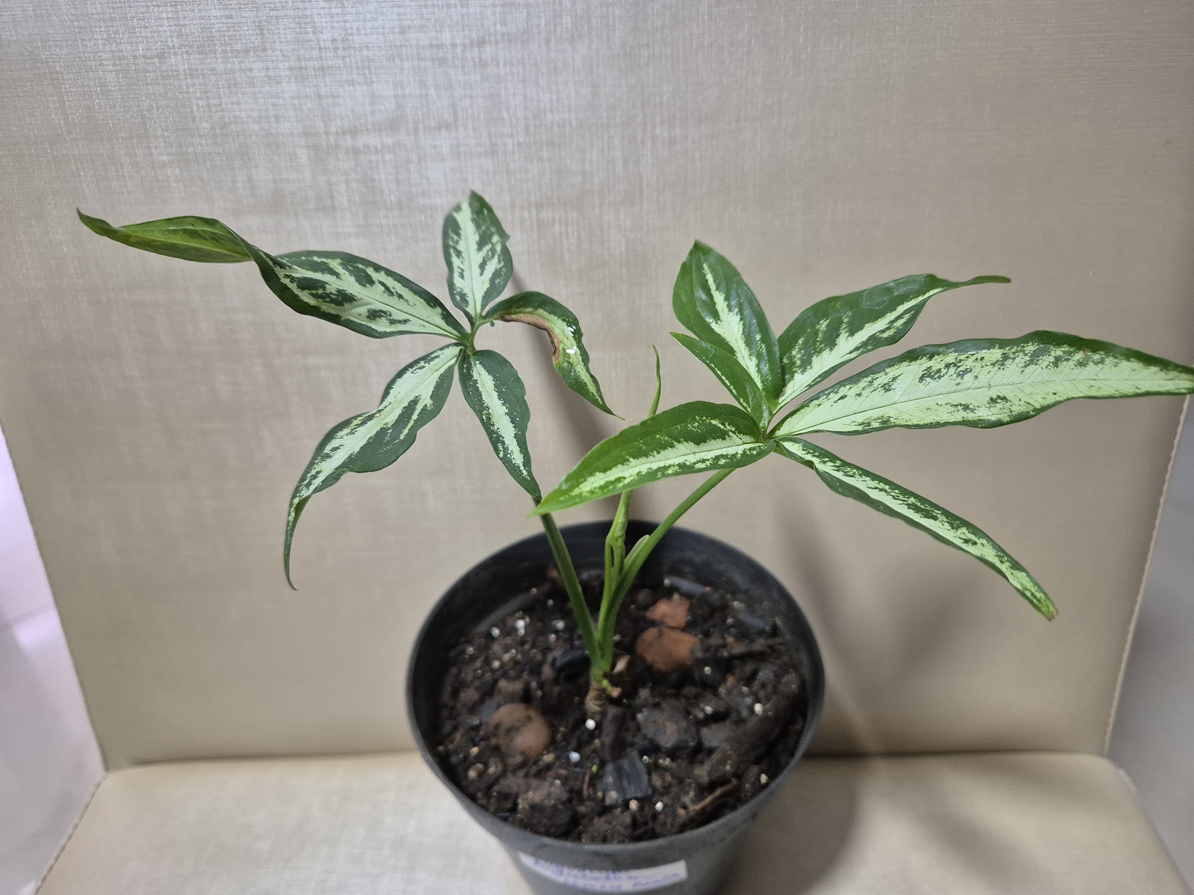 Syngonium angustatum — reference photo