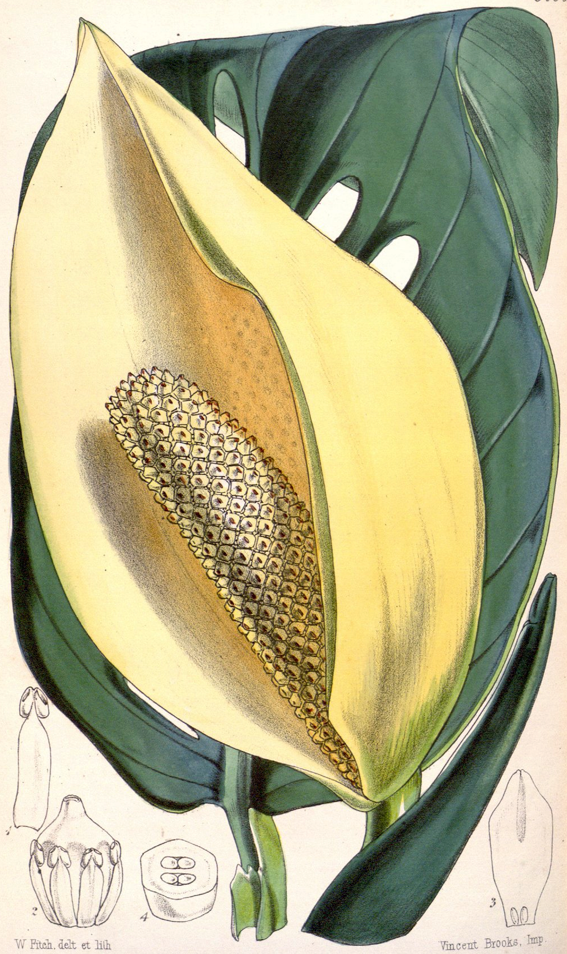 Monstera adansonii — reference photo