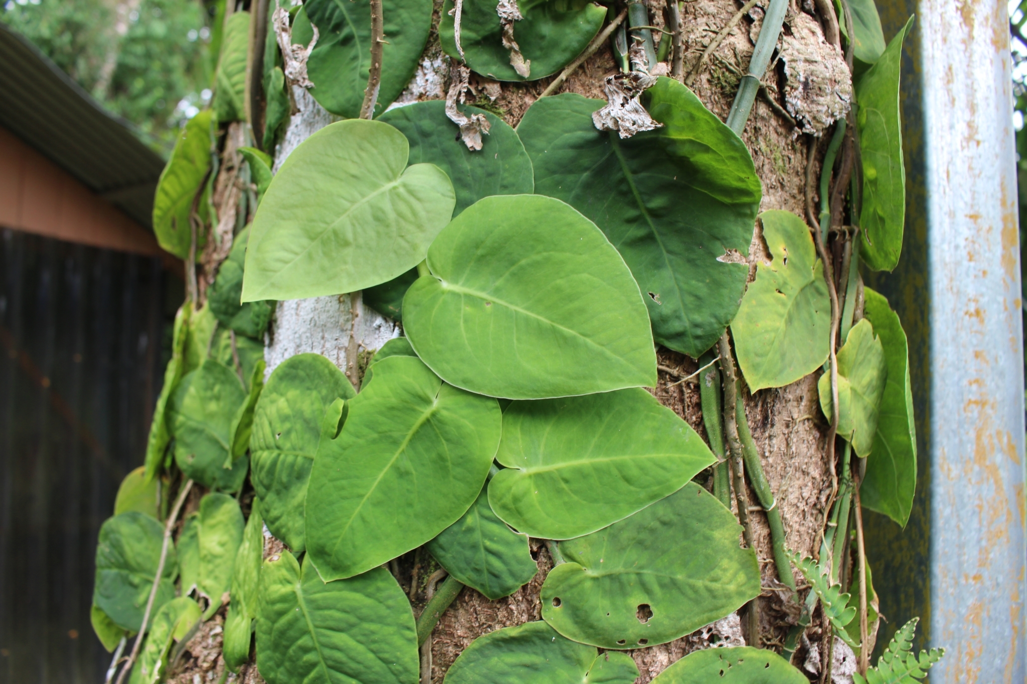 Monstera dubia — reference photo