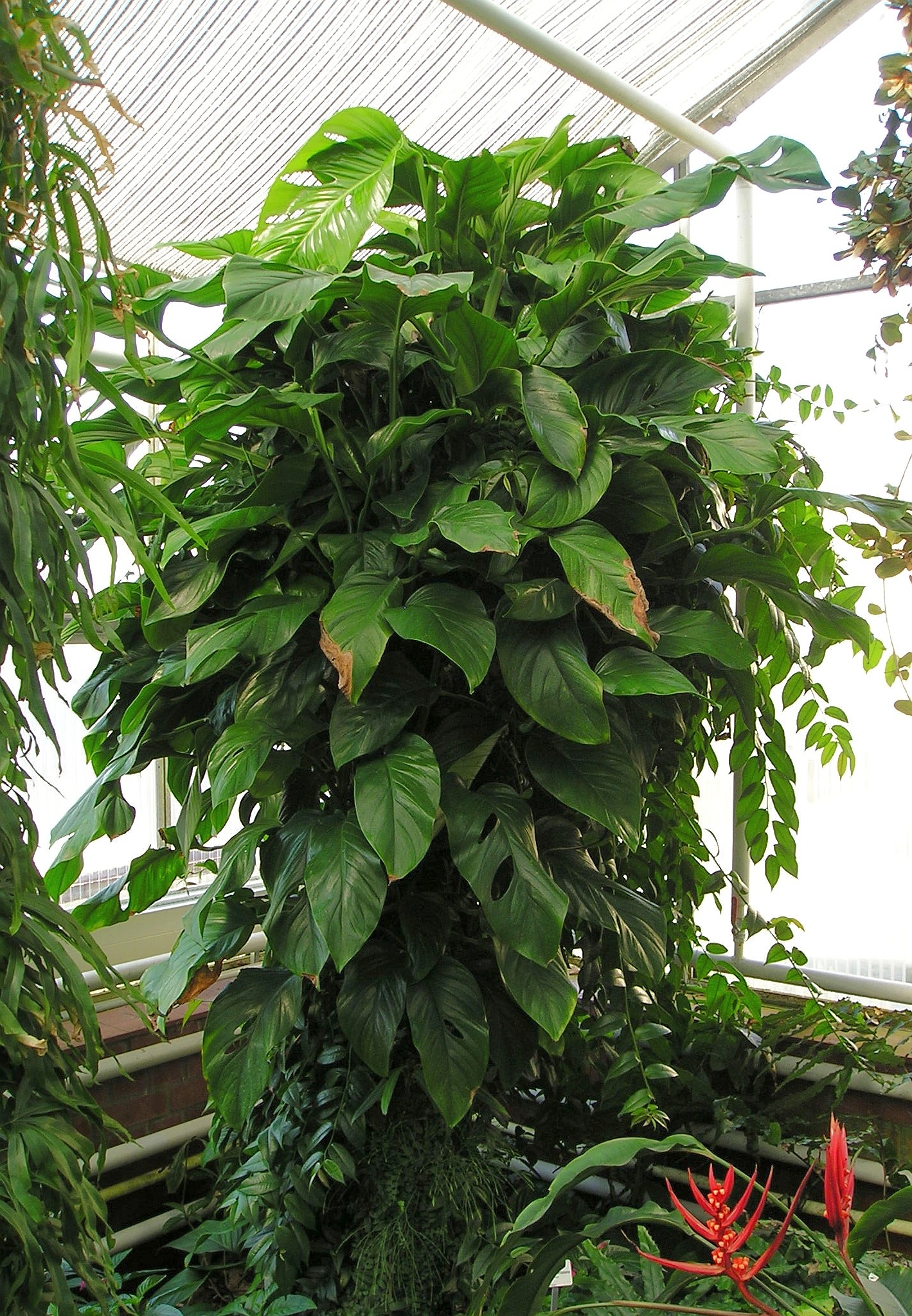 Monstera obliqua — reference photo