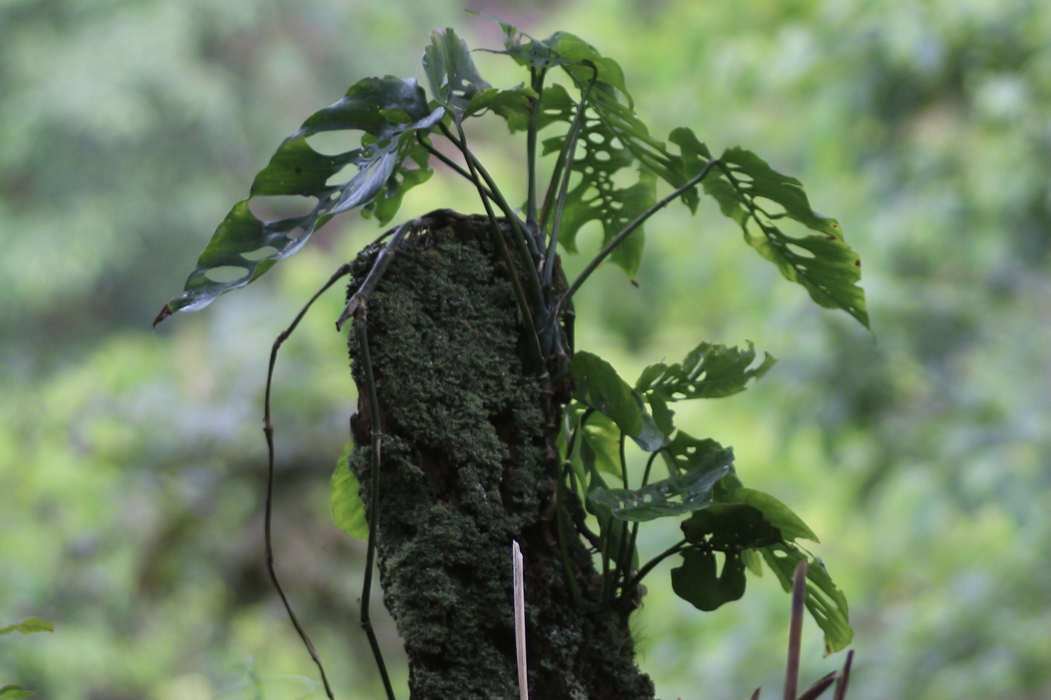 Monstera siltepecana — reference photo