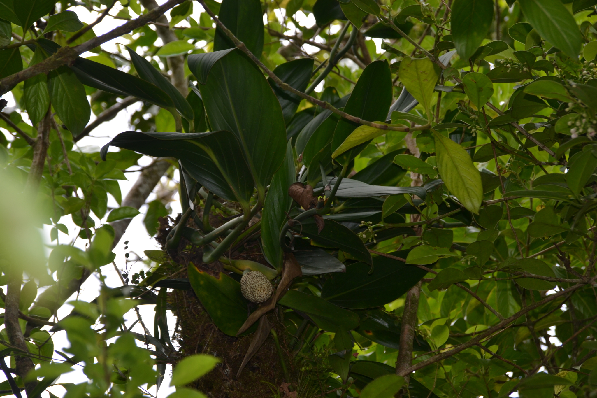 Monstera standleyana — reference photo