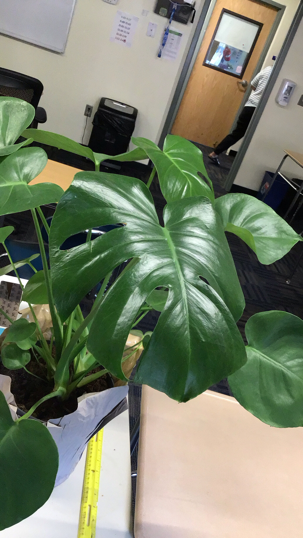 Monstera deliciosa — reference photo