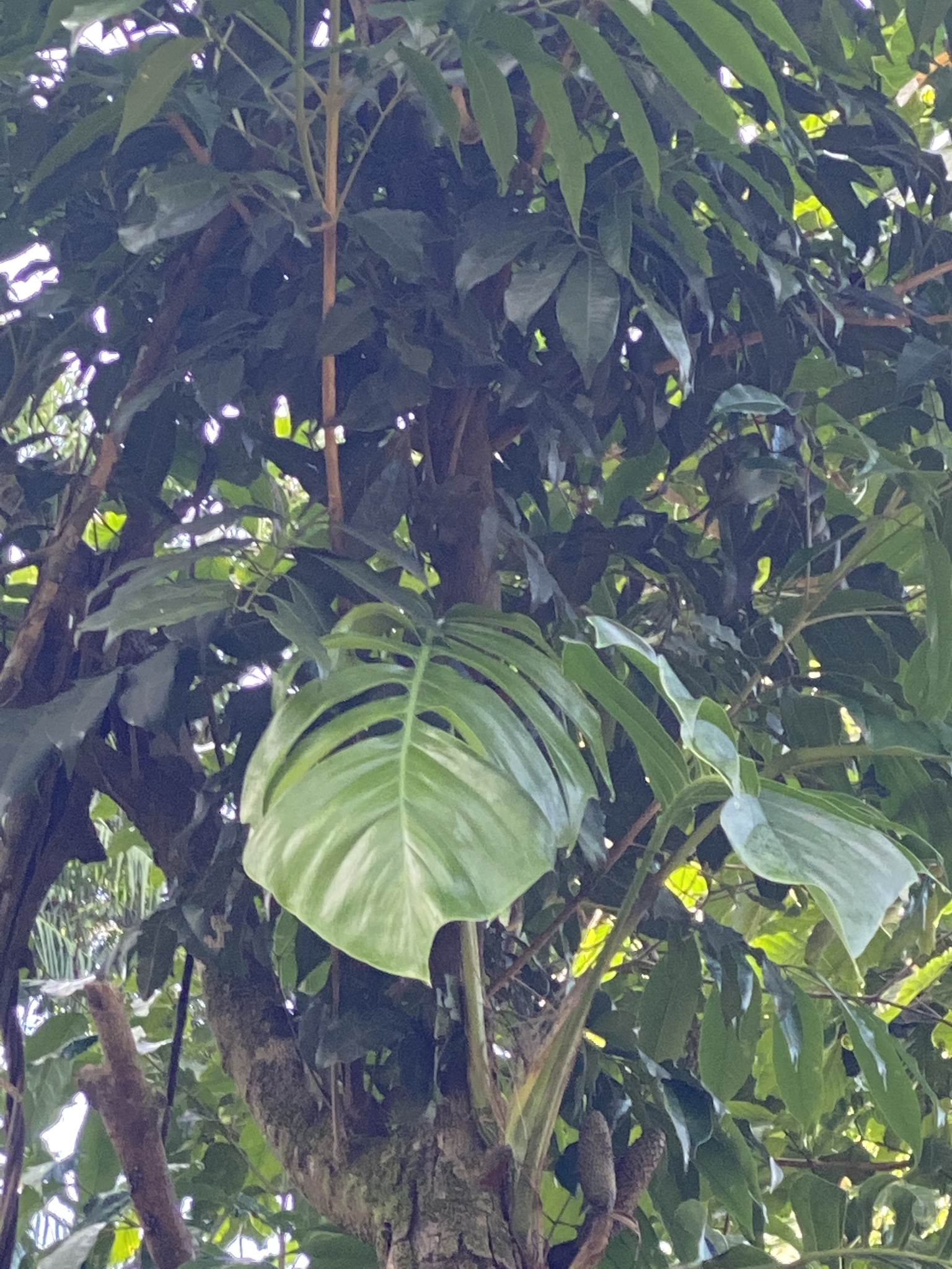 Epipremnum pinnatum — reference photo
