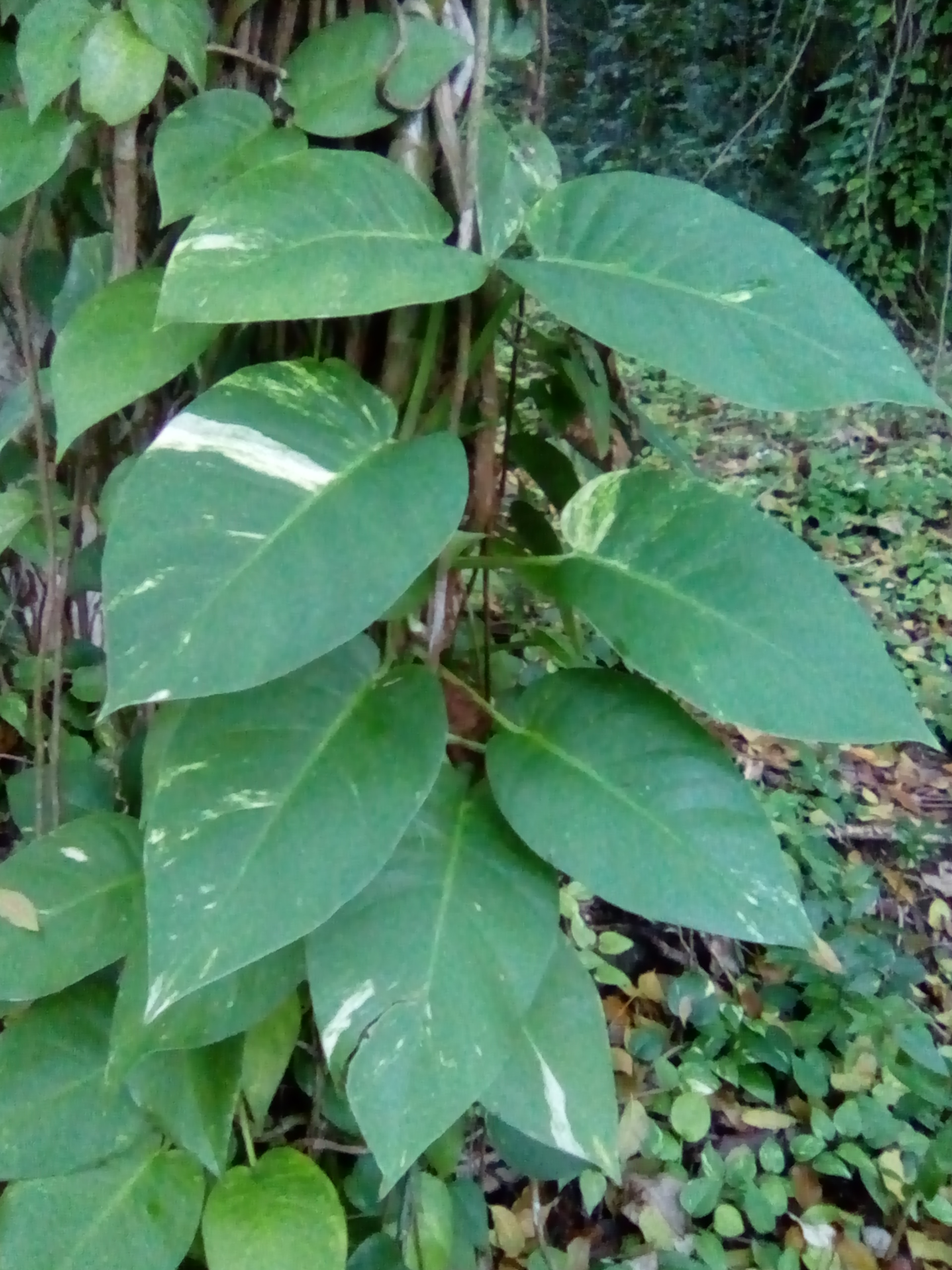 Epipremnum aureum — reference photo