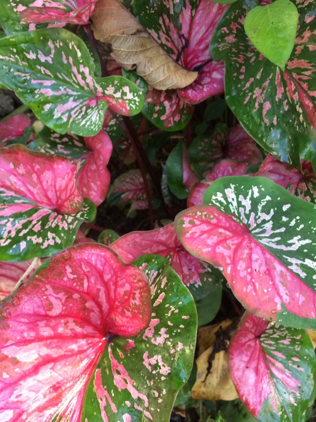 Caladium bicolor — reference photo