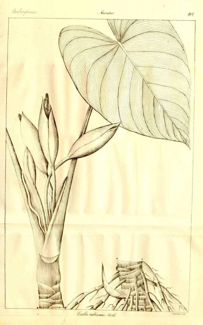Homalomena rubescens — reference photo
