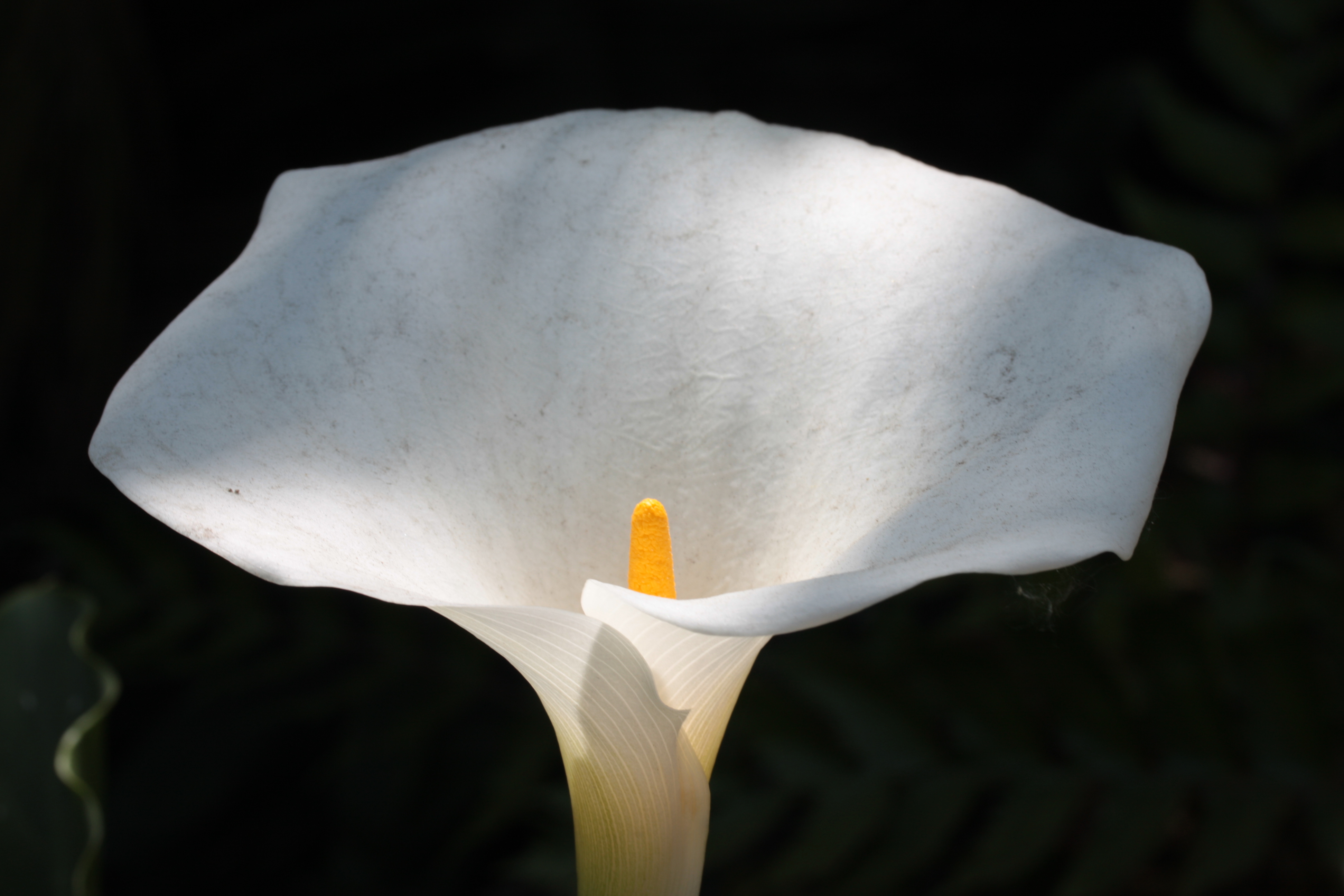 Zantedeschia albomaculata — reference photo