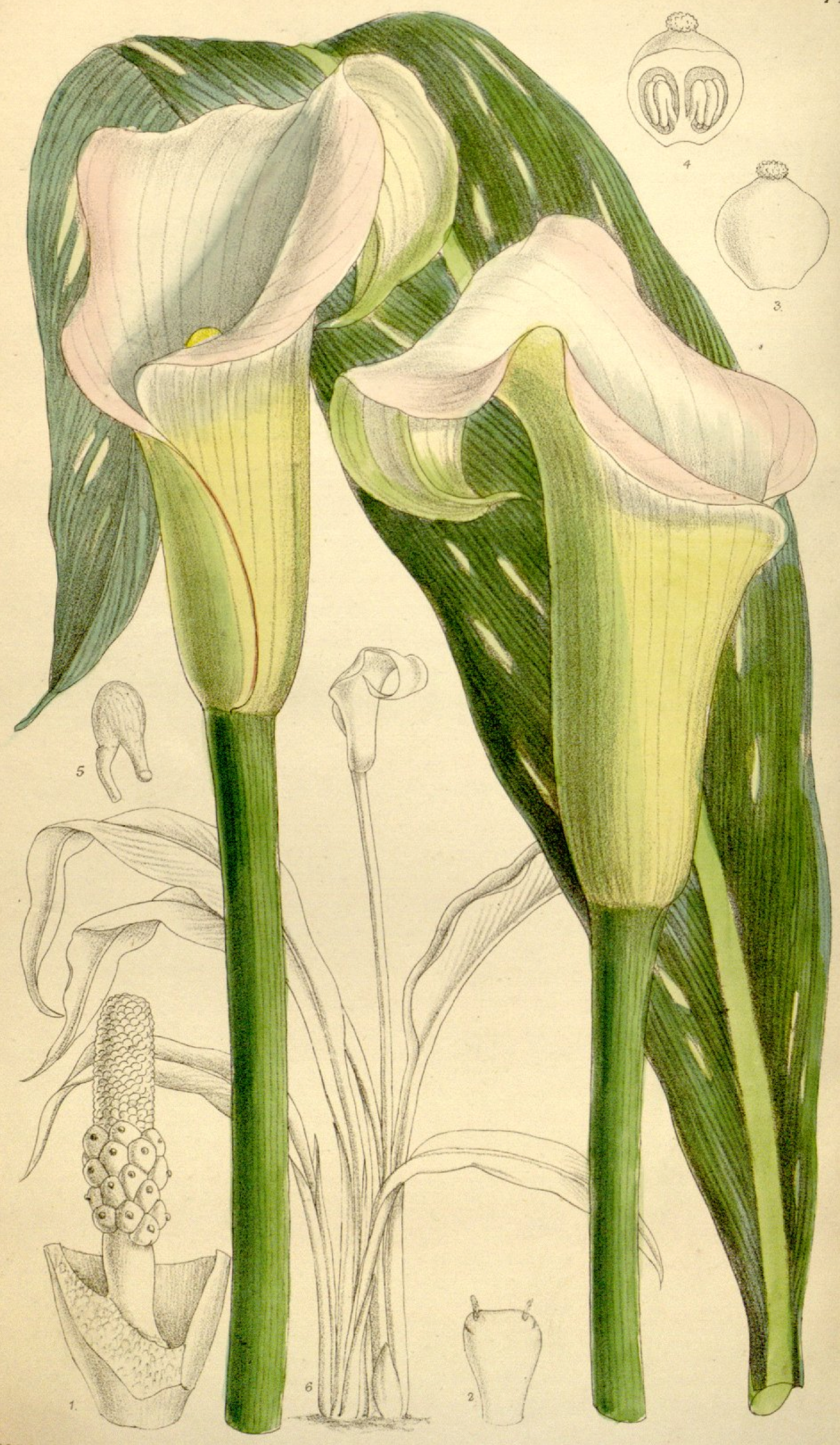 Zantedeschia rehmannii — reference photo