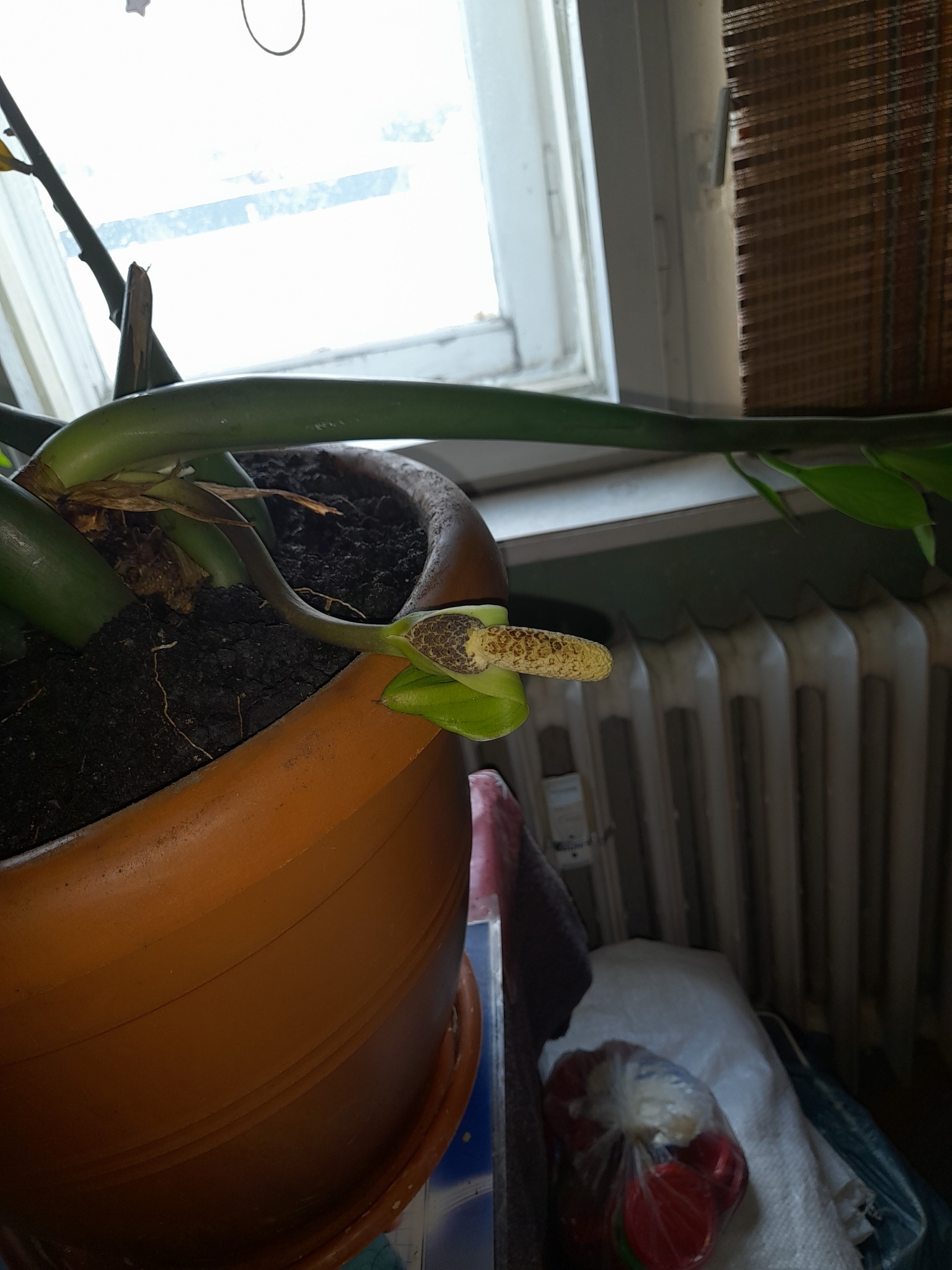 Zamioculcas zamiifolia — reference photo