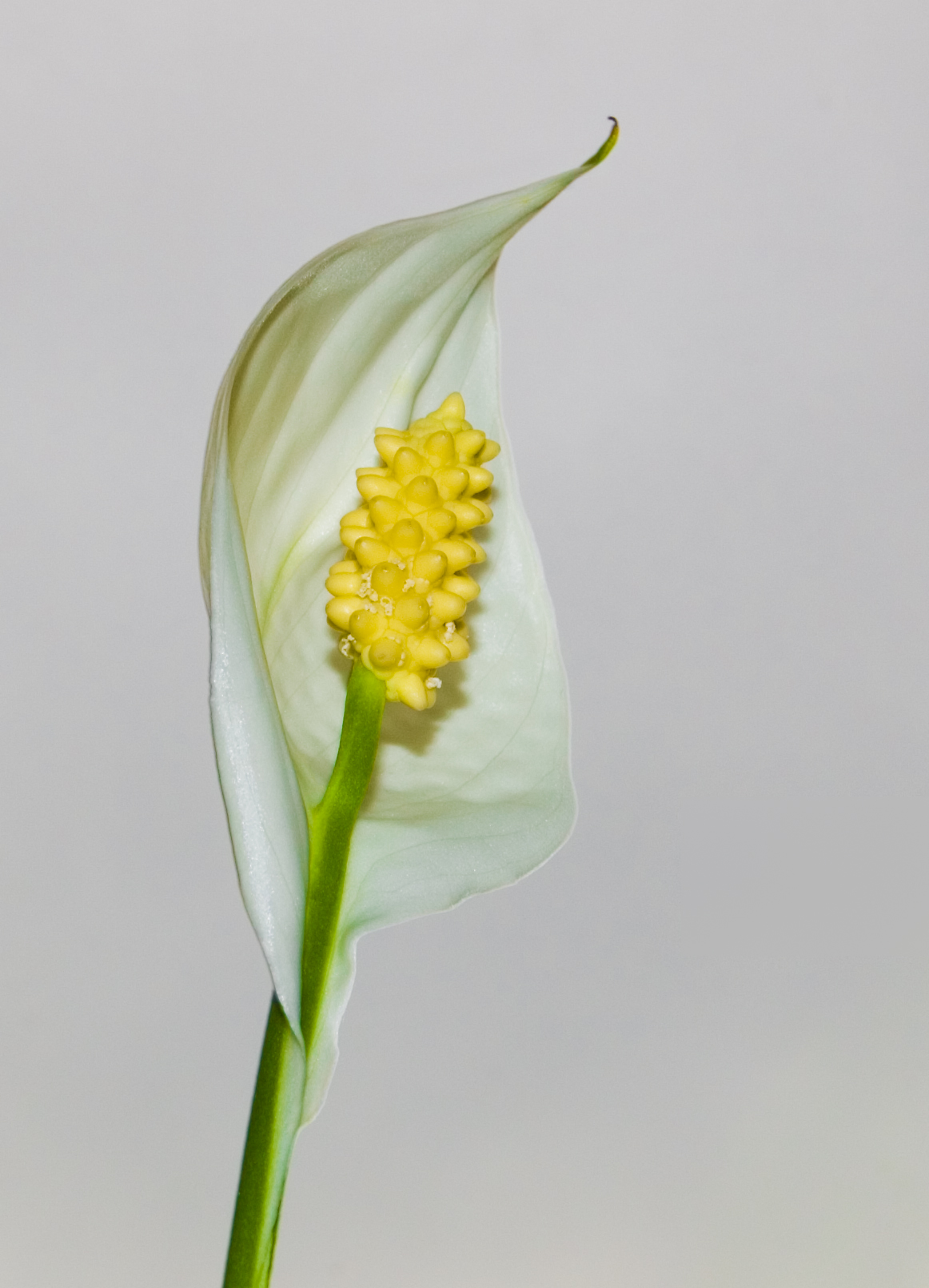 Spathiphyllum wallisii — reference photo