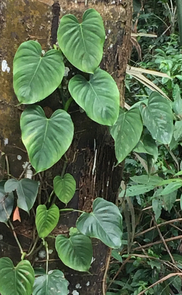 Philodendron brandtianum — reference photo