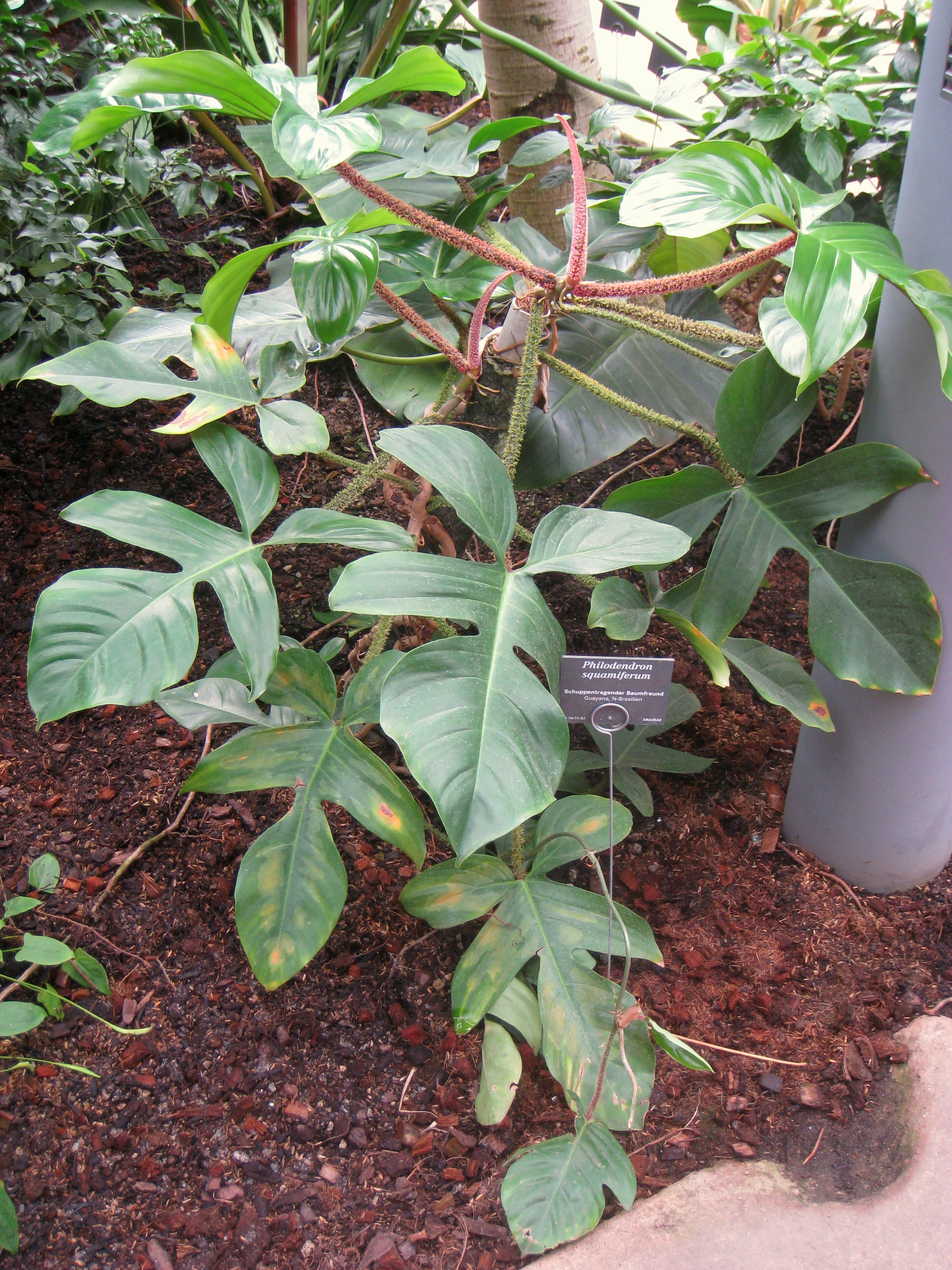 Philodendron squamiferum — reference photo