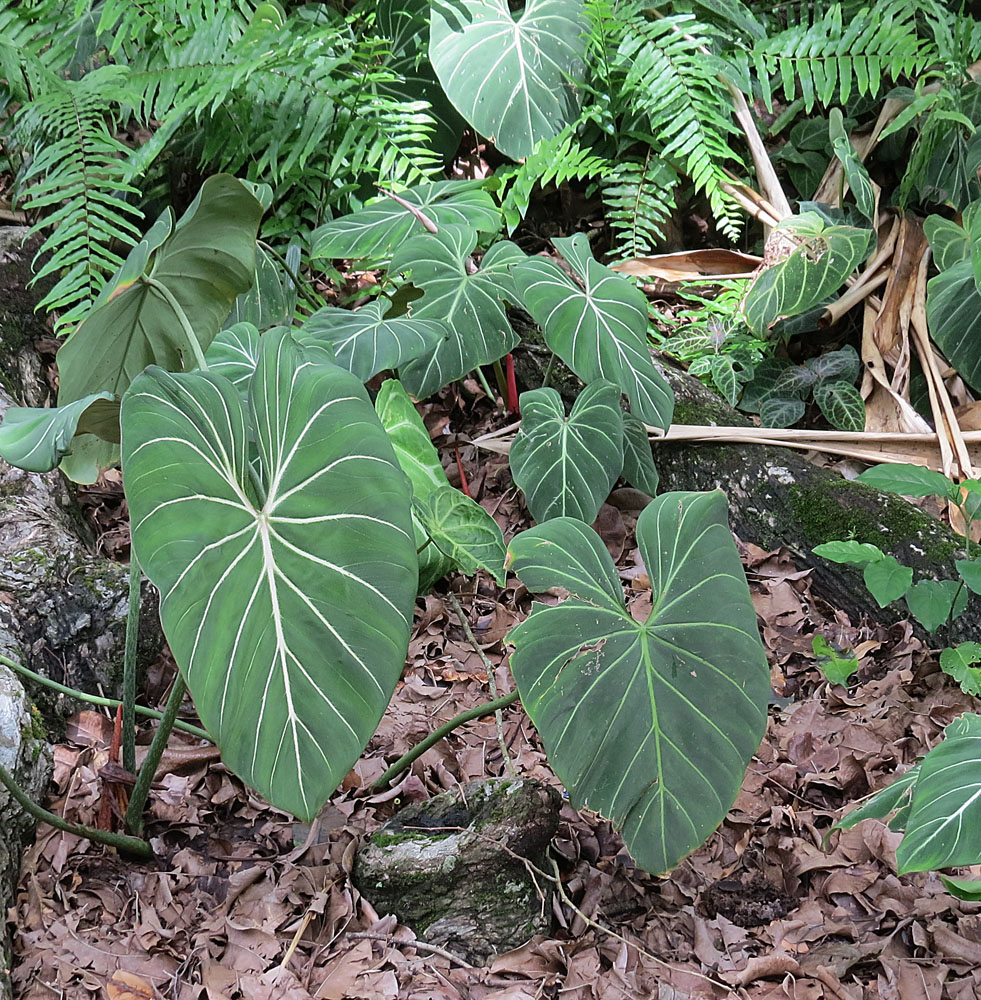 Philodendron gloriosum — reference photo