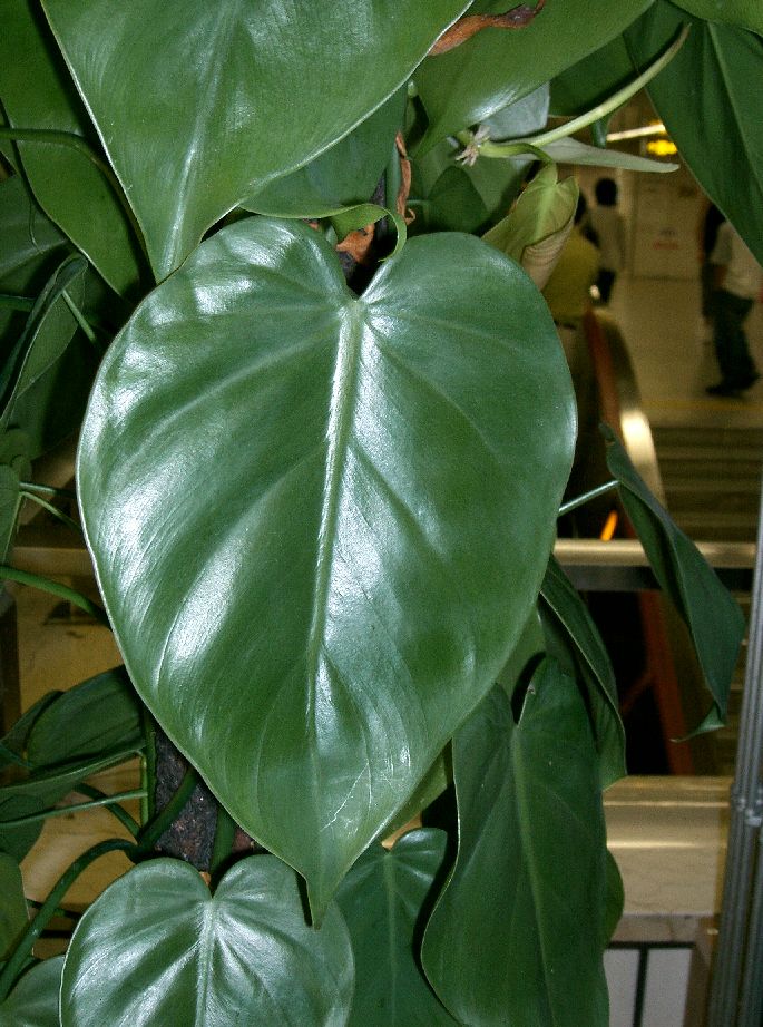 Philodendron hederaceum — reference photo