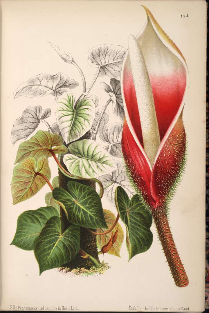 Philodendron verrucosum — reference photo