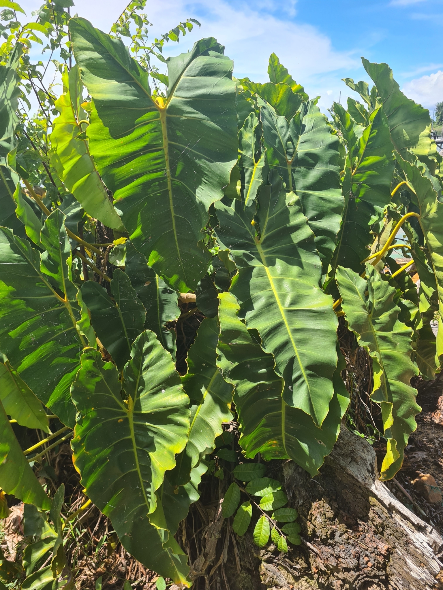 Philodendron quinquenervium — reference photo