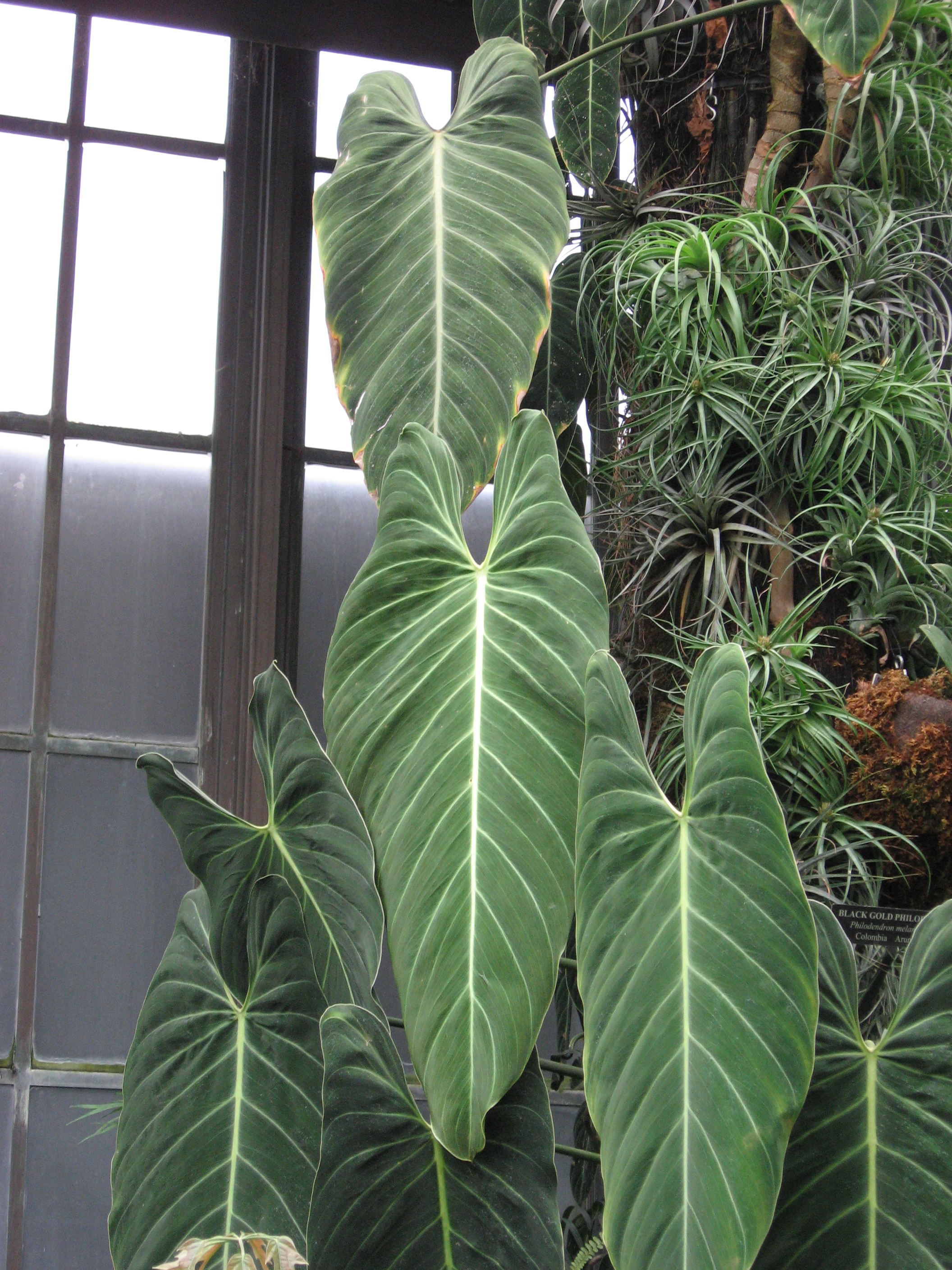 Philodendron melanochrysum — reference photo