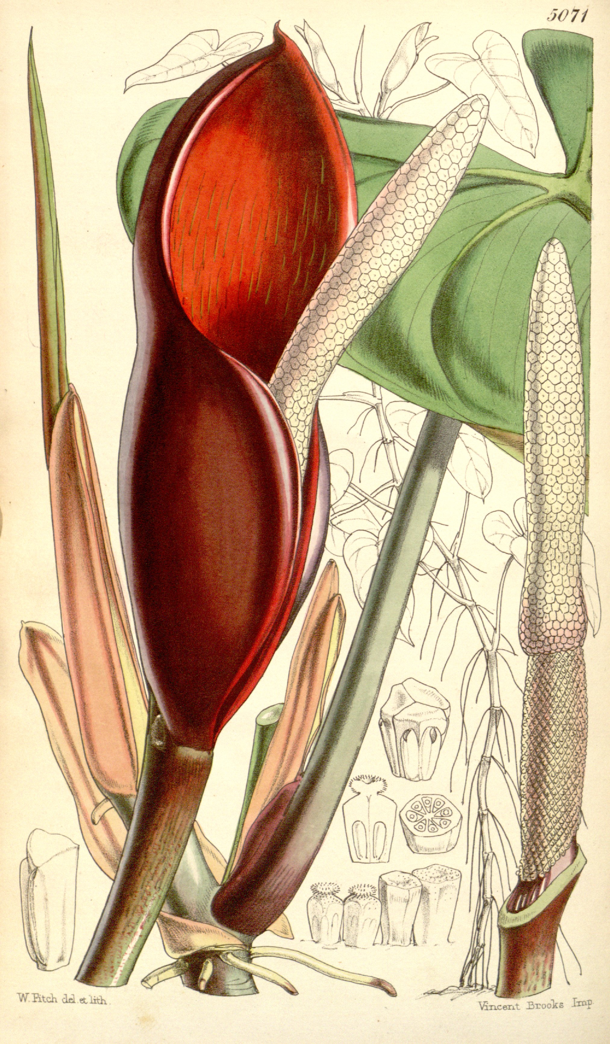 Philodendron erubescens — reference photo