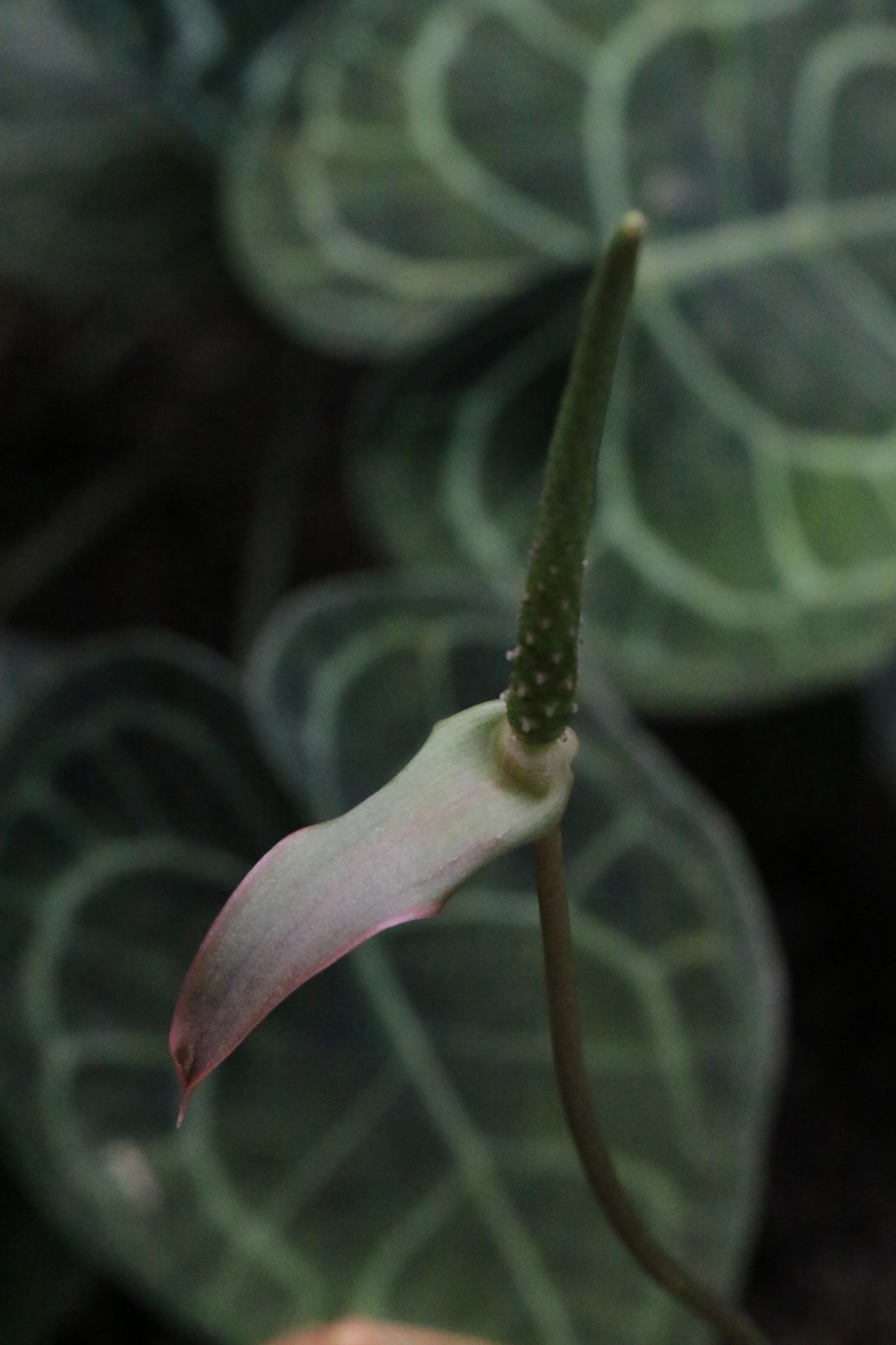 Anthurium crystallinum — reference photo