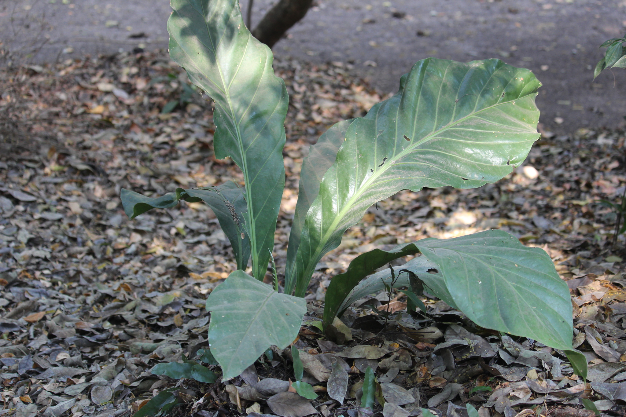 Anthurium schlechtendalii — reference photo