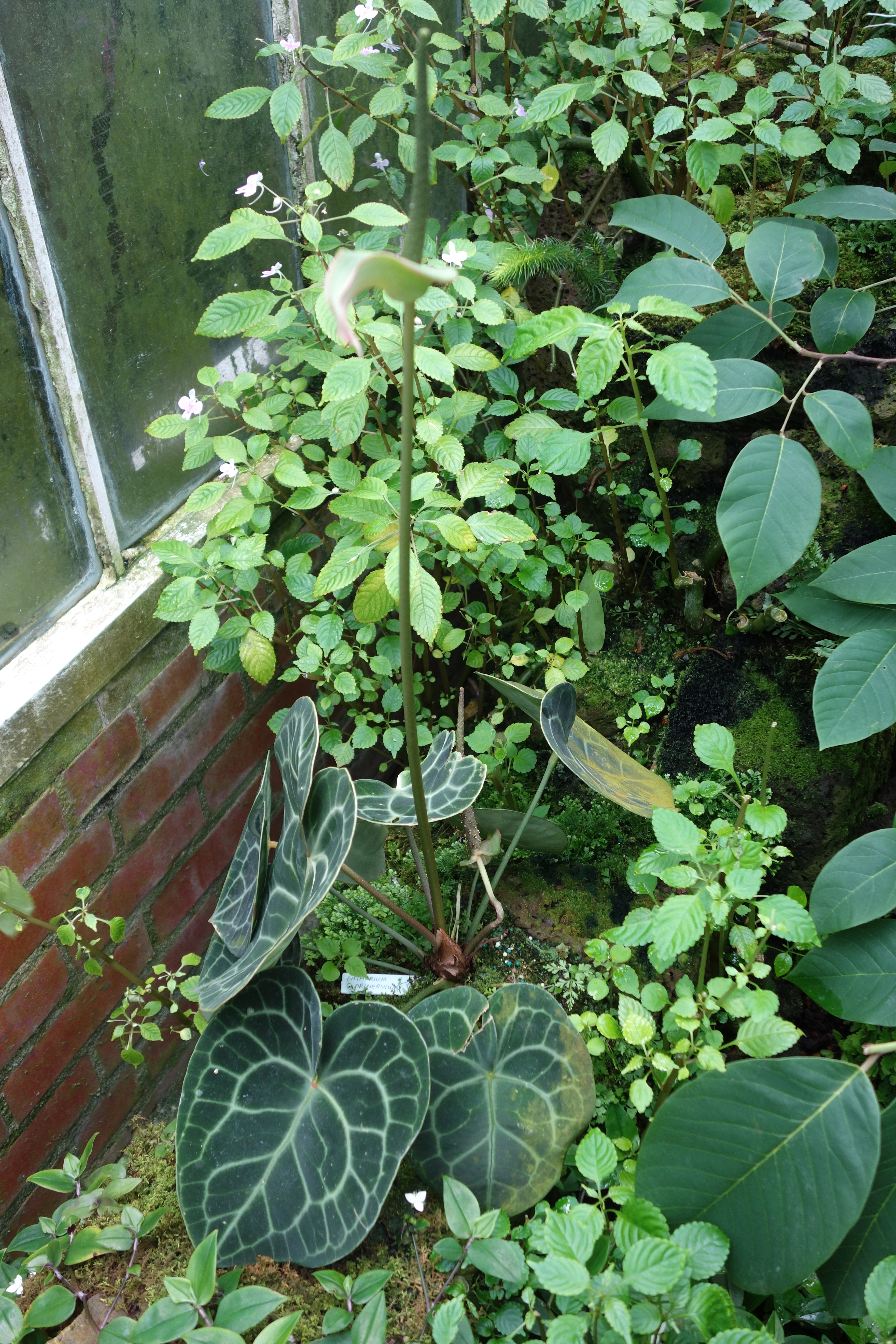 Anthurium clarinervium — reference photo