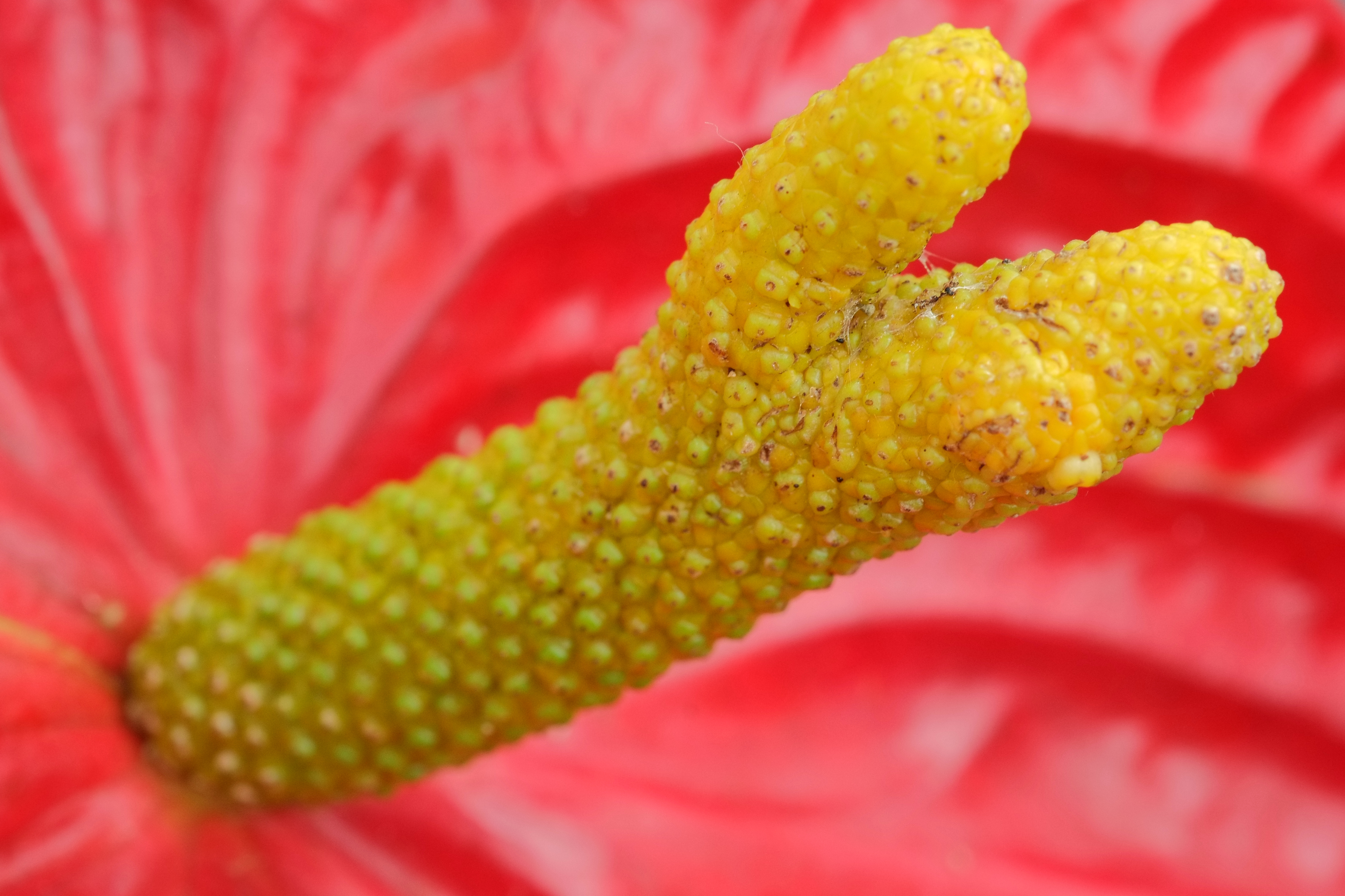 Anthurium andraeanum — reference photo