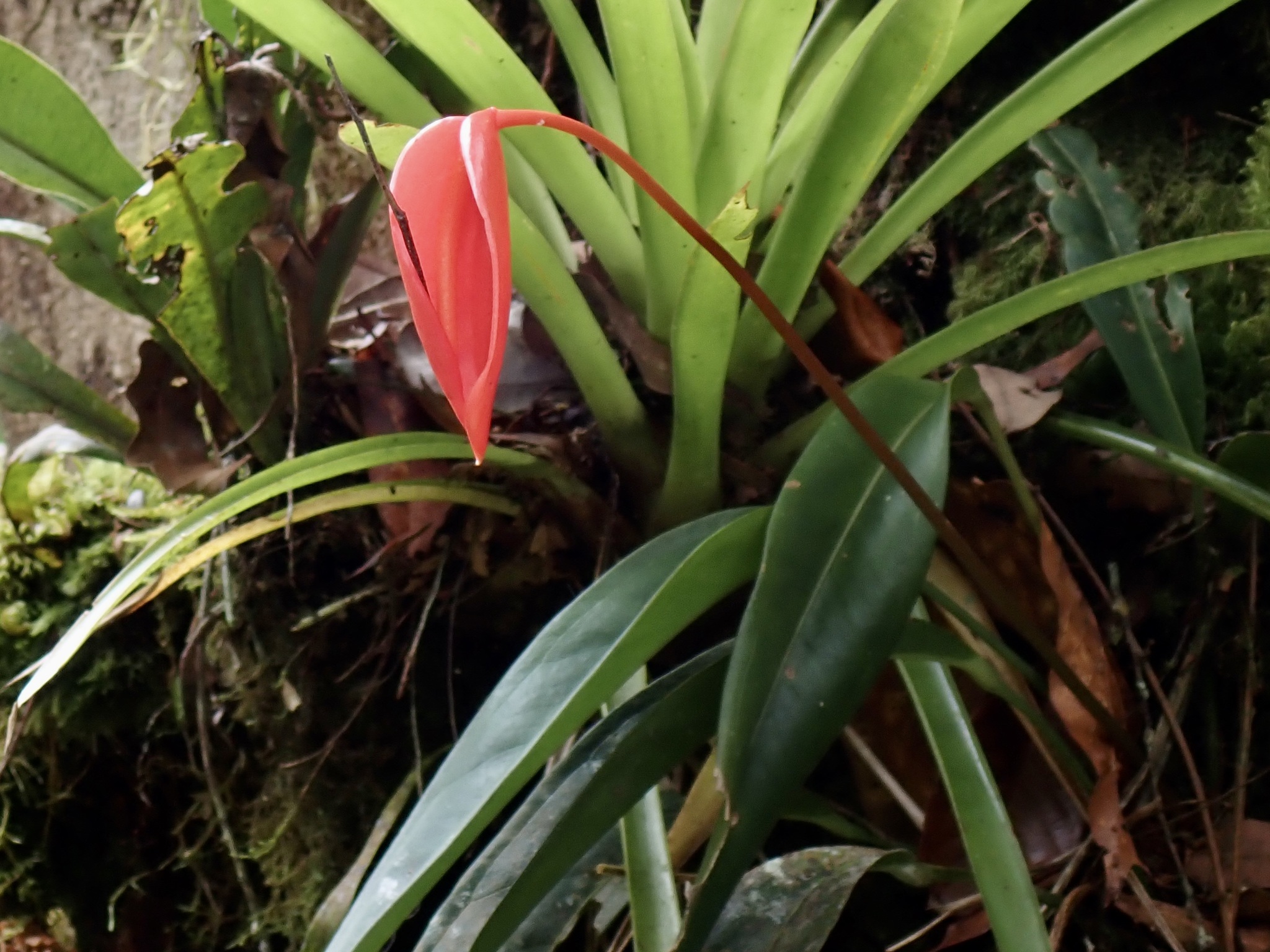 Anthurium scherzerianum — reference photo